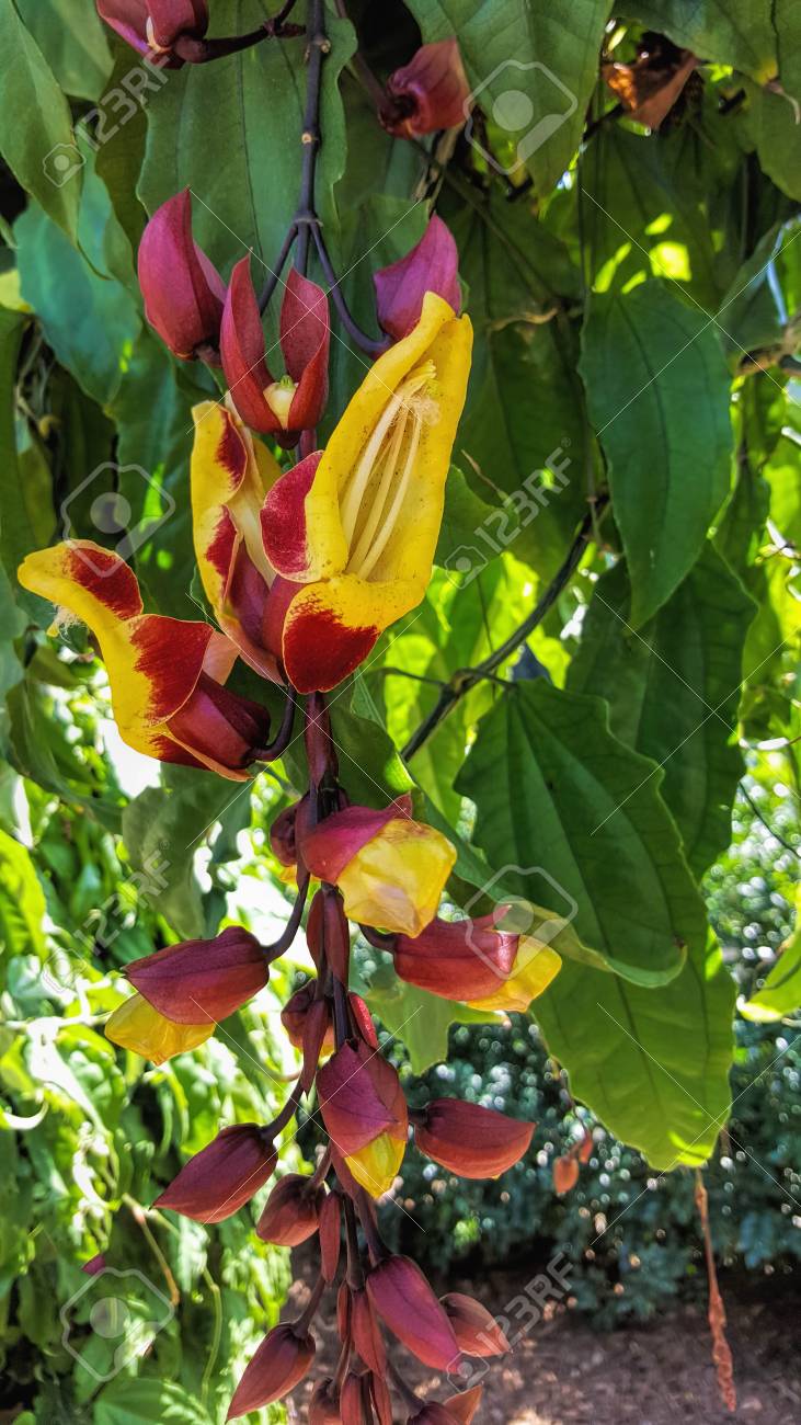 Ladys slipper Vine. Thunbergia mysorensis.