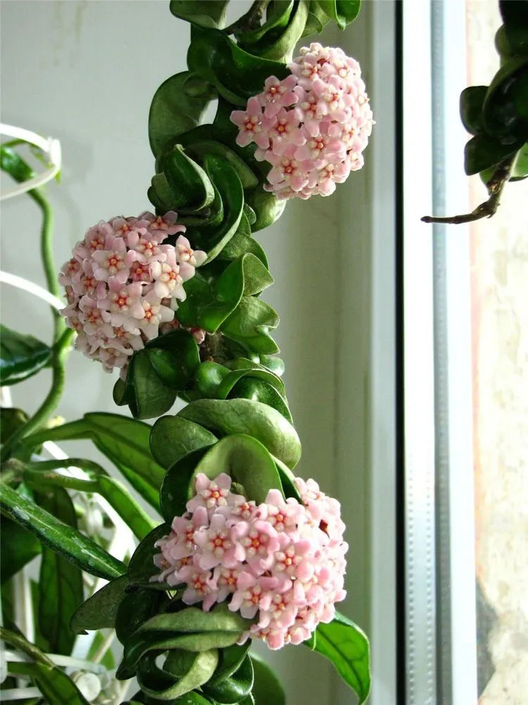 Hoya compacta  Hindu Rope