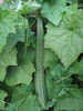 Luffa ( loofah)