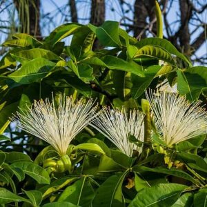 Pachira Nut Trees ( Pachira aquatica)