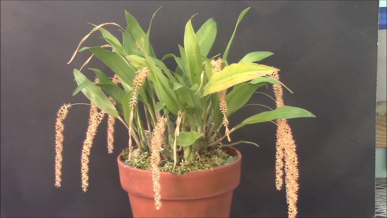 Dendrochilum bicallosum Orchid