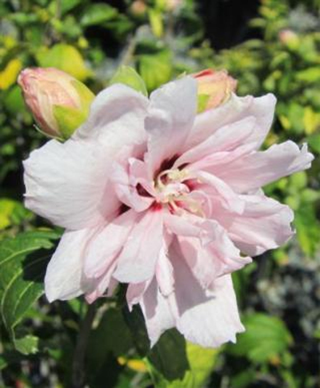 Hibiscus Bride (Medium Double Pale Pink)