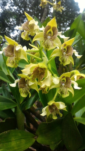 Dendrobium macrophyllum