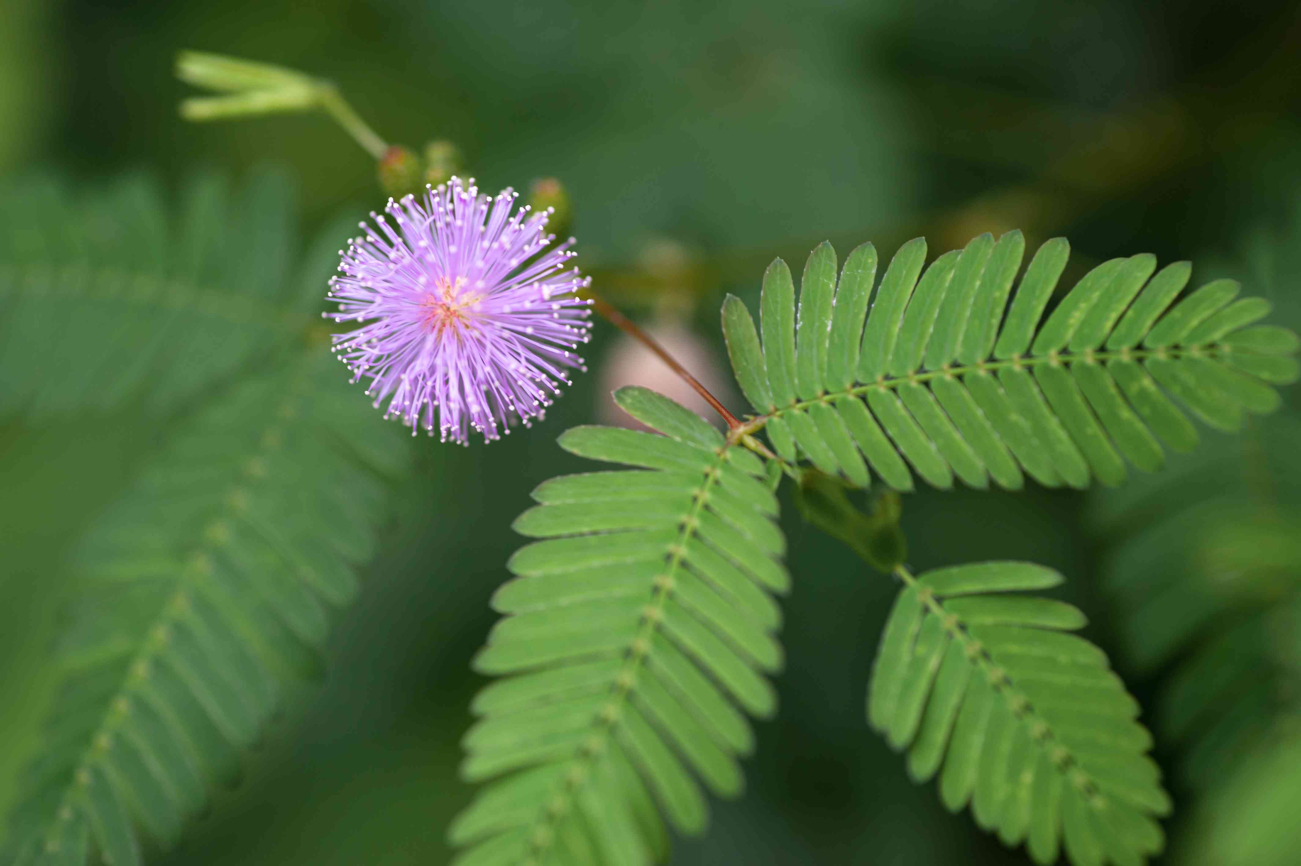 Mimosa Pudica "Touch me not Plants"