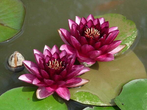 Waterlily Almost Black