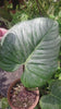 Load and play video in Gallery viewer, Philodendron sodiroi