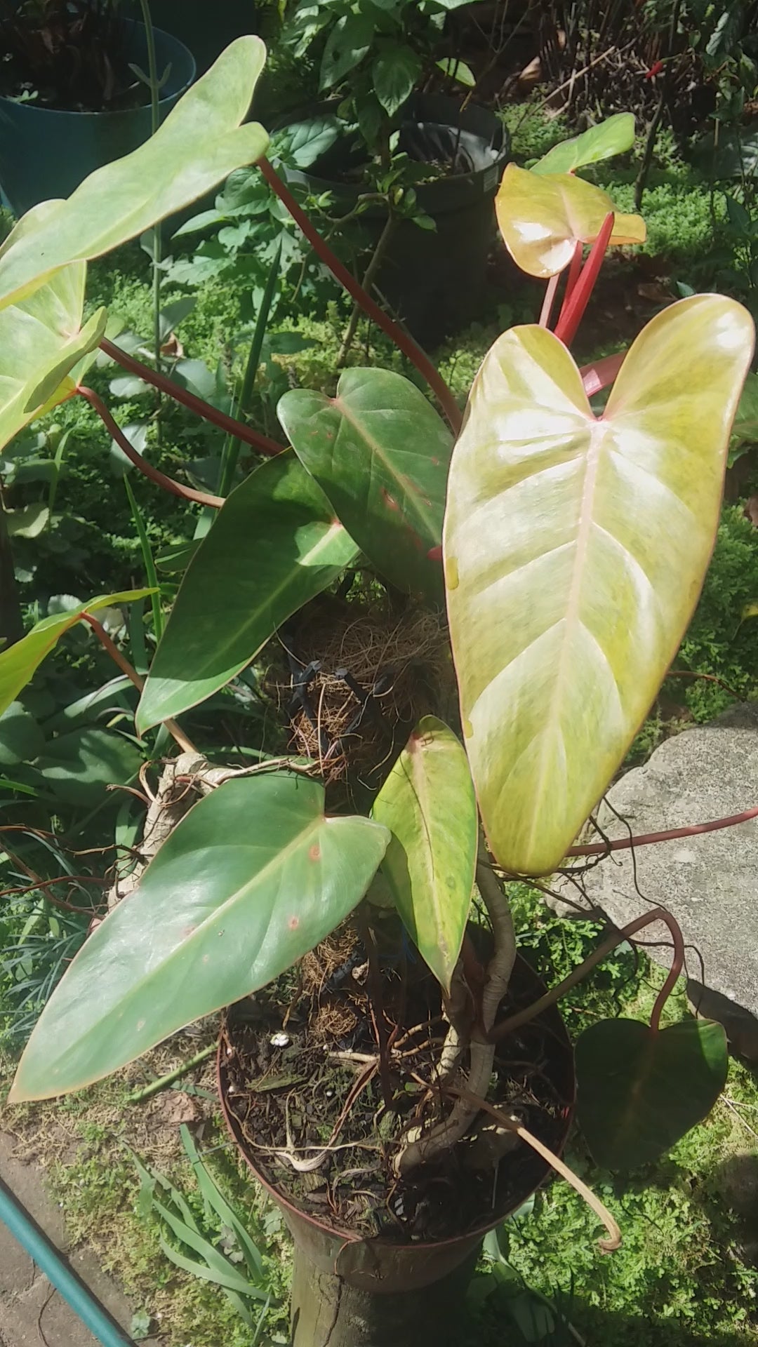 Philodendron painted lady