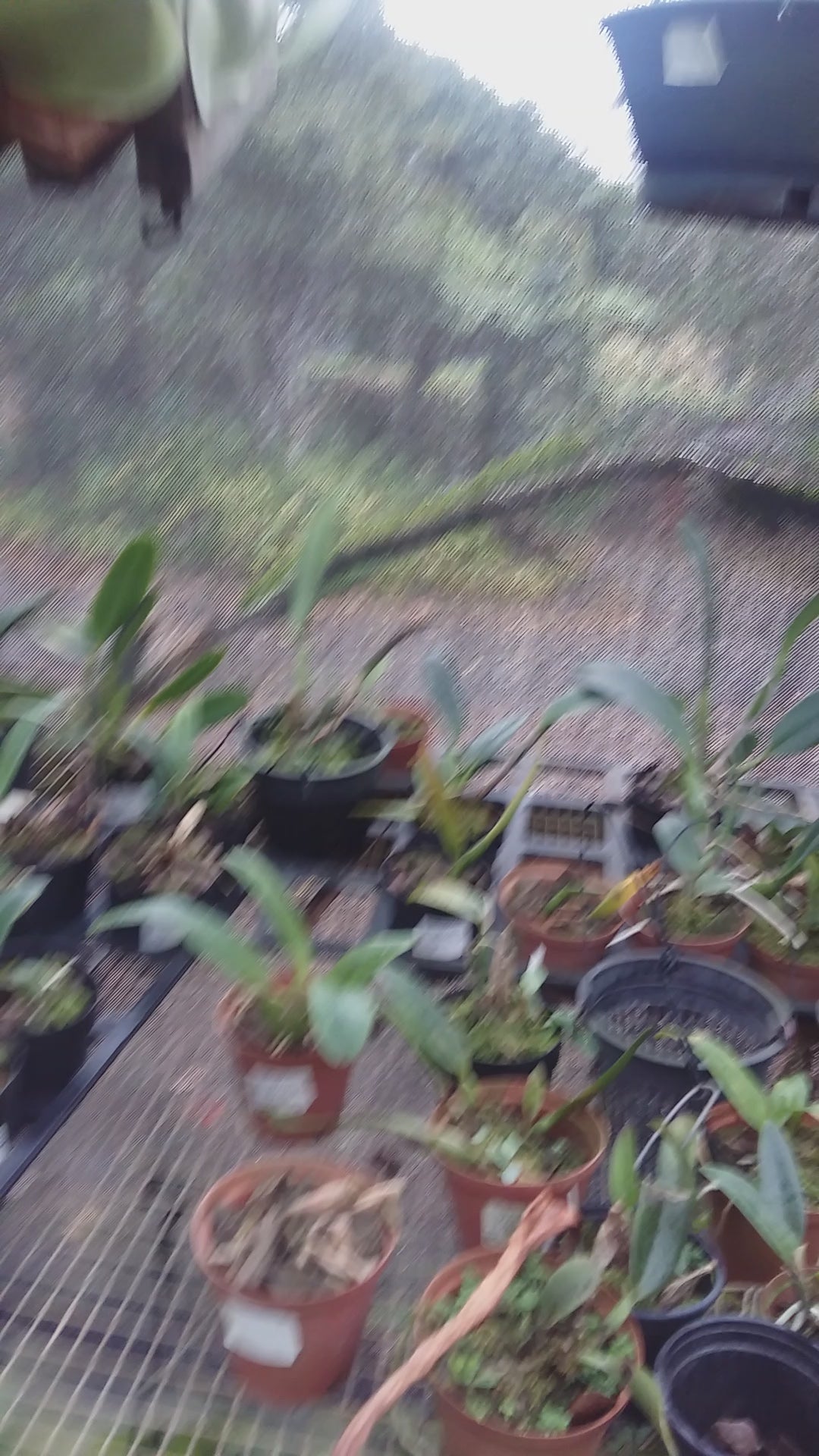 Staghorn in Hanging Basket