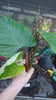 Load and play video in Gallery viewer, Philodendron nangaritense