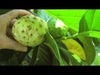 Load and play video in Gallery viewer, Noni Fruit Tree Morinda citrifolia