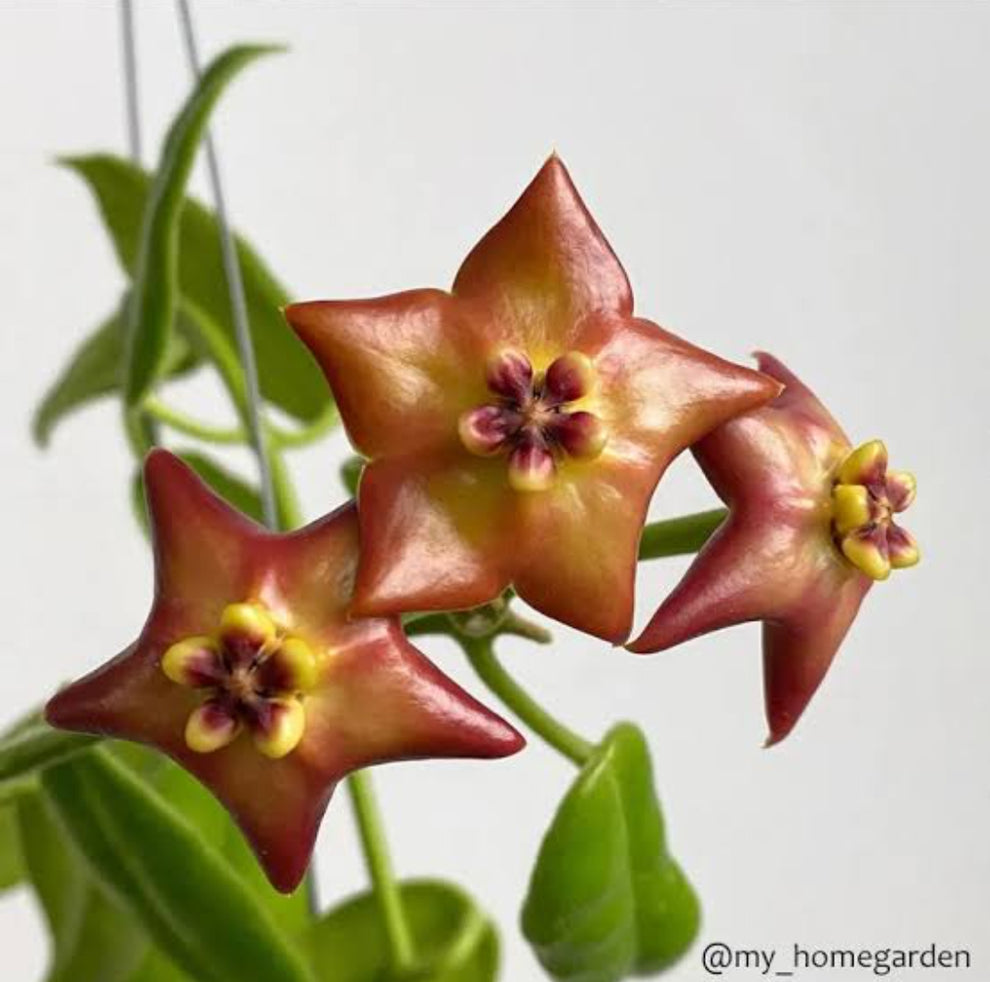 Hoya affinis