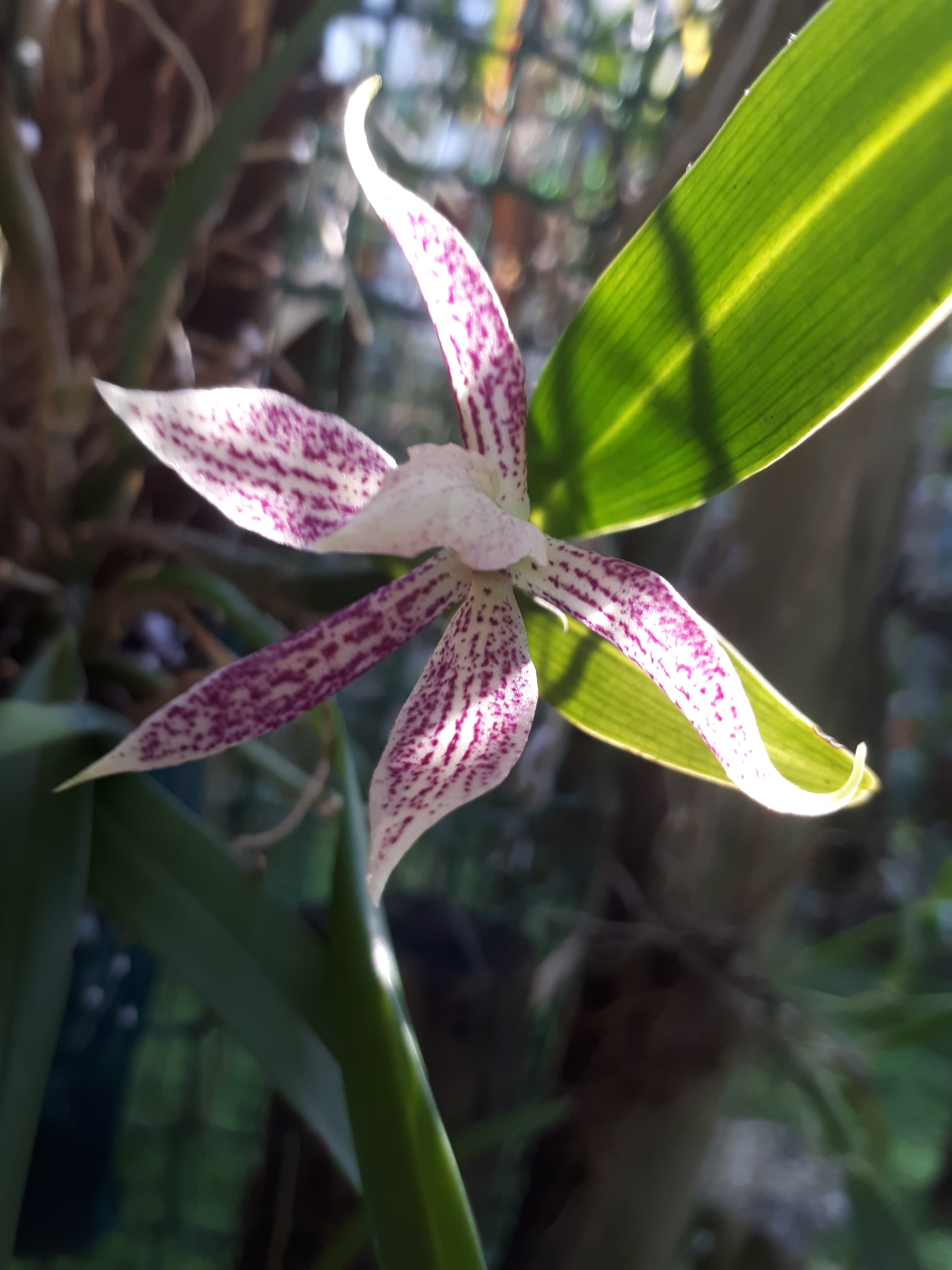 Prosthechea garciana