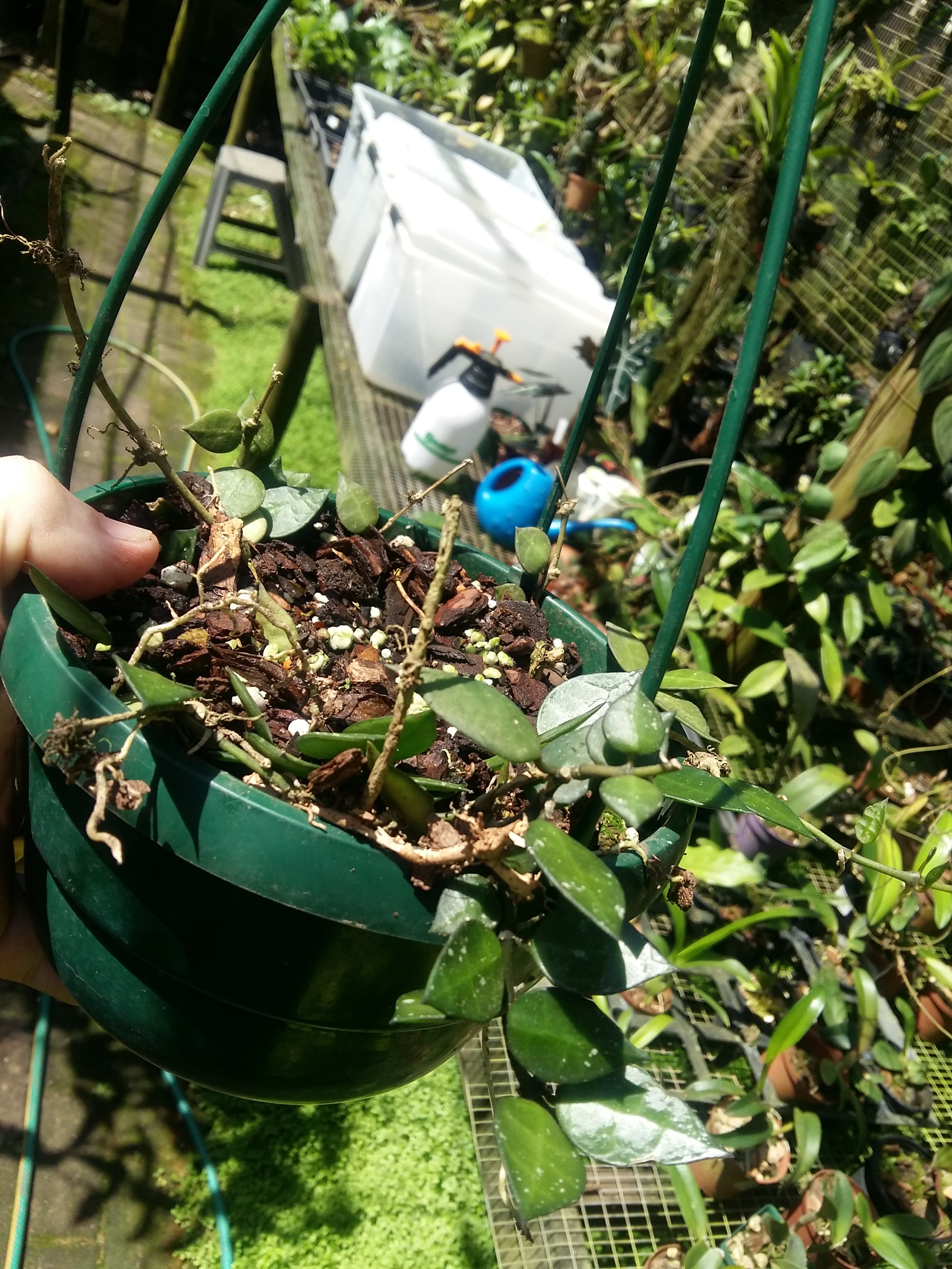 Hoya Lacunosa Royal Flush