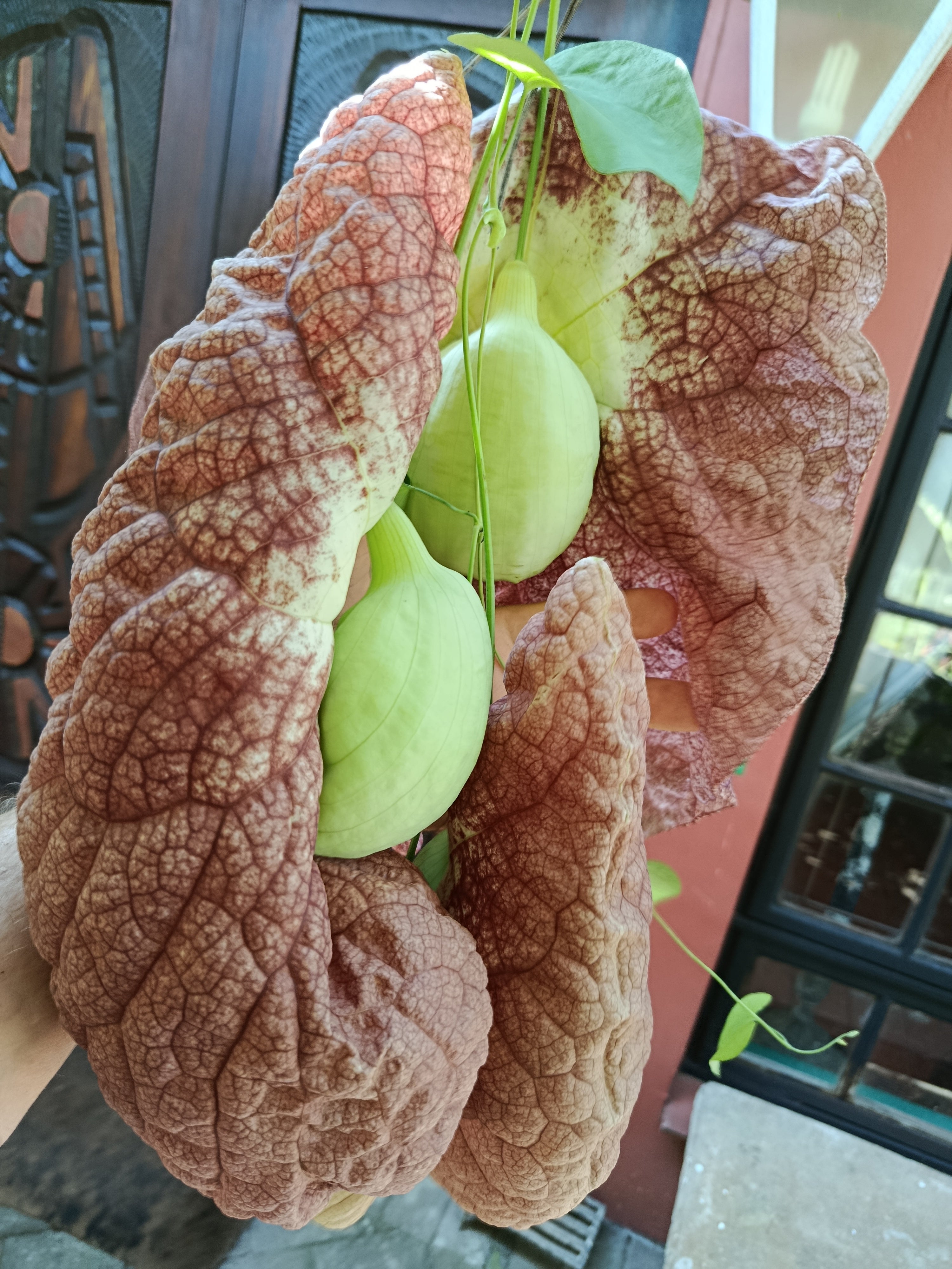 Seed Aristolochia gigantea
