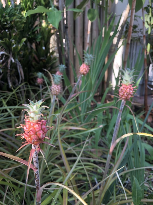Bromeliad Ananas comosus var. microstachys (Dwarf Pineapple)