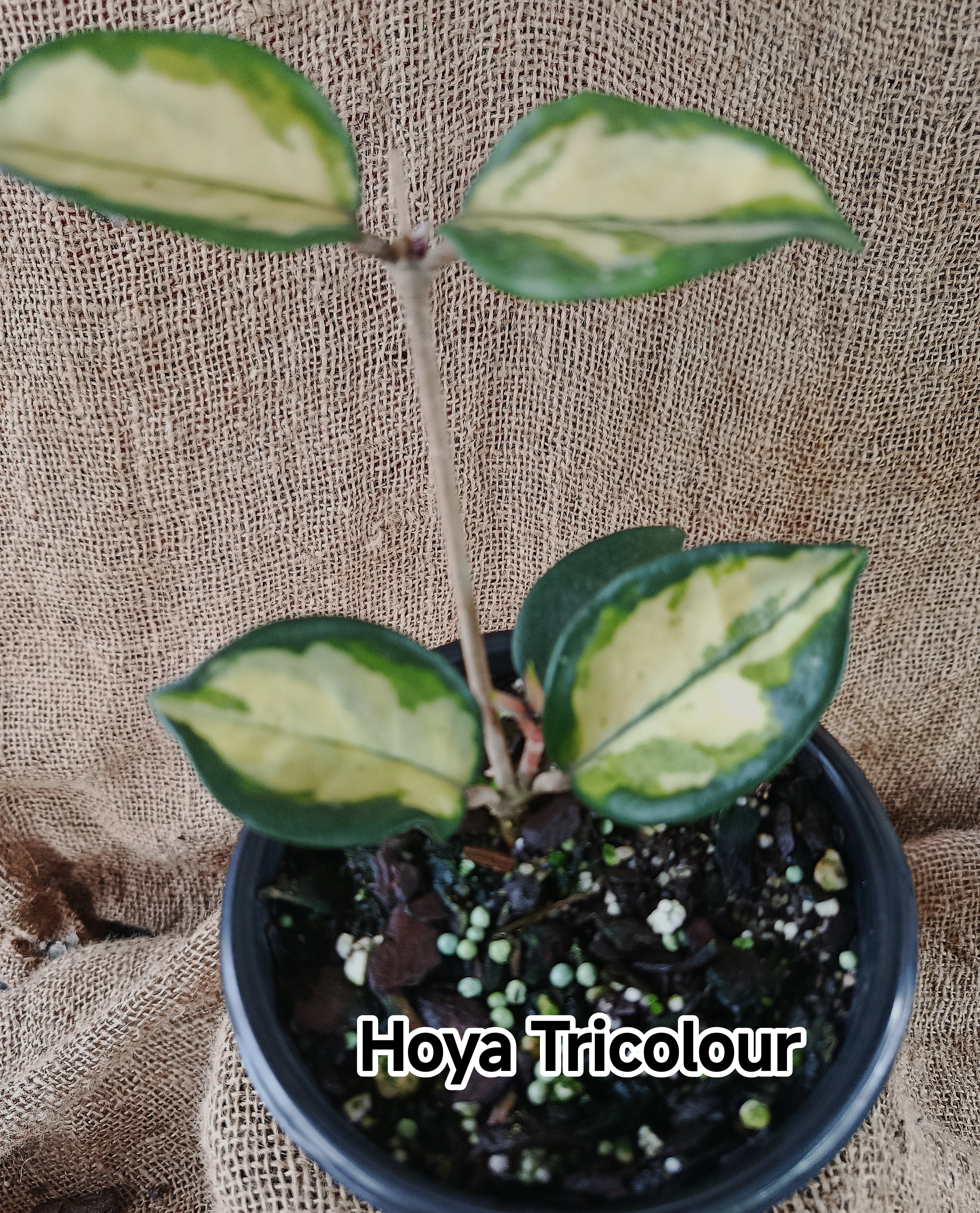 Hoya Tricolour