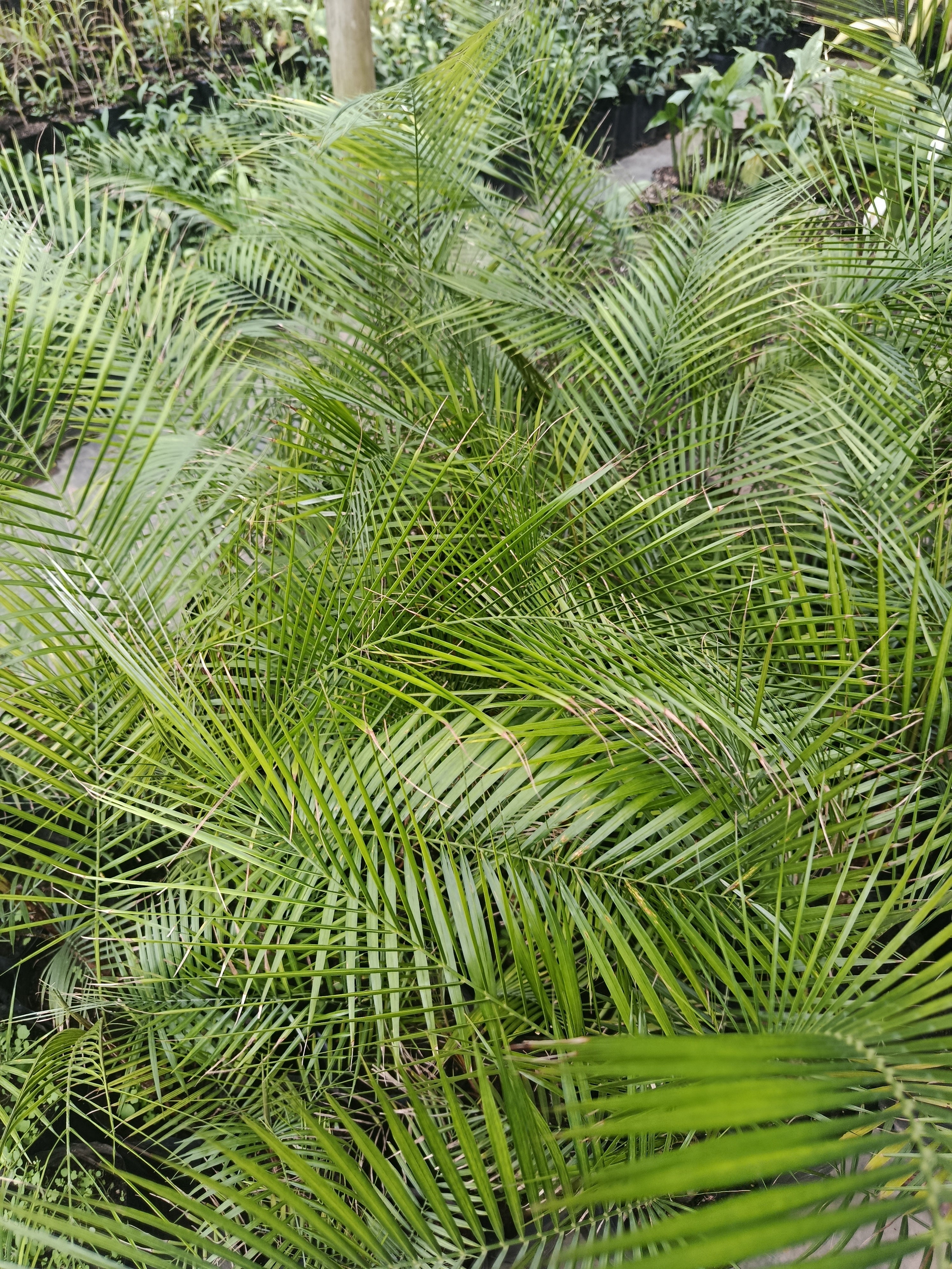 weddelliana palm