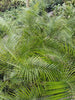 weddelliana palm