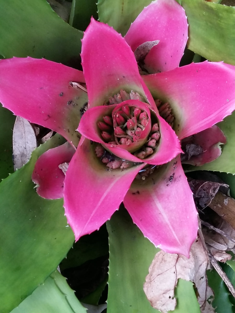 Bromeliad Nidulardia rutilans ( Pink Rose) – Exotic Flora