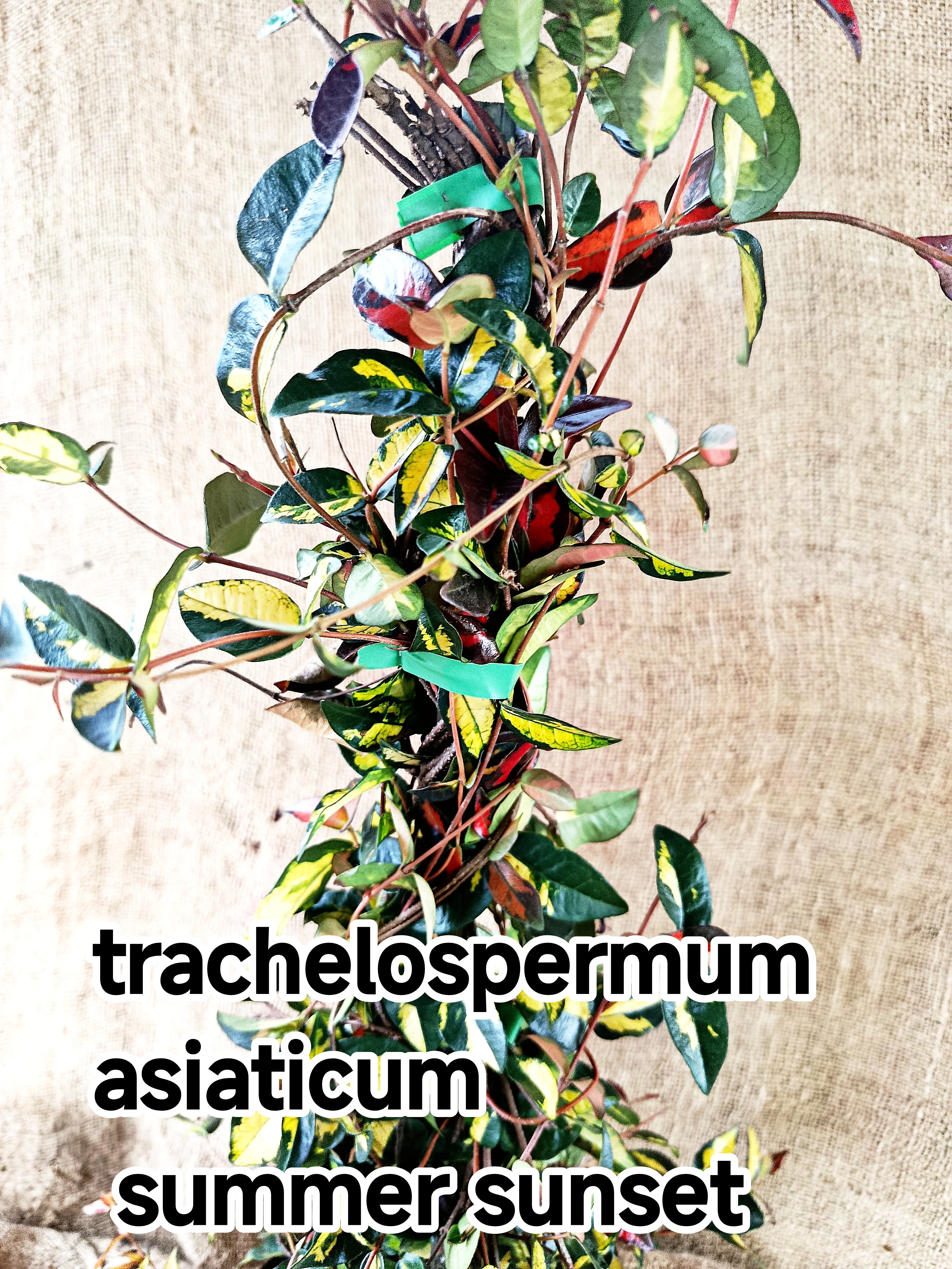 Trachelospermum asiaticum Summer Sunset