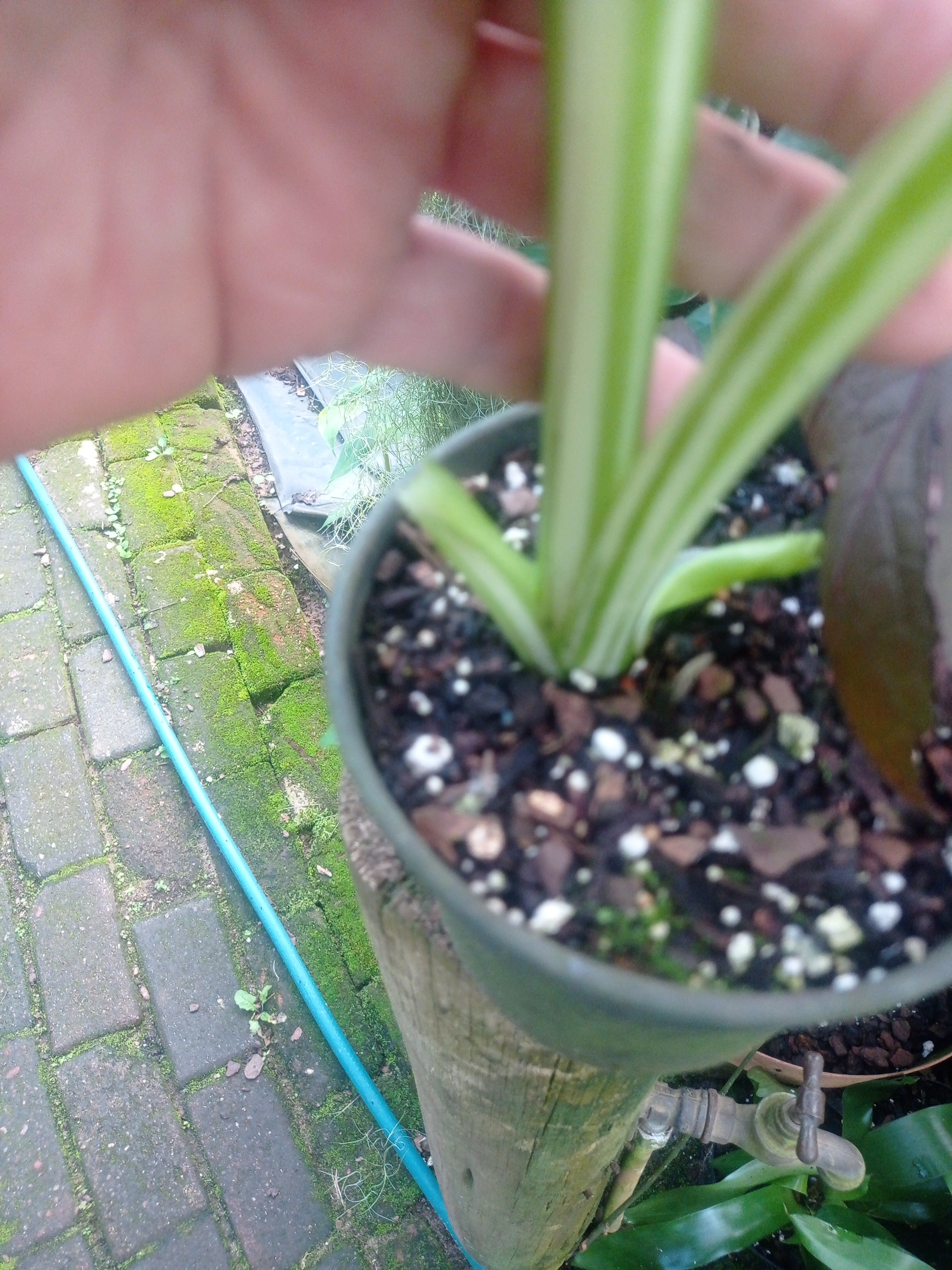 Alocasia macrorrhiza Variegata