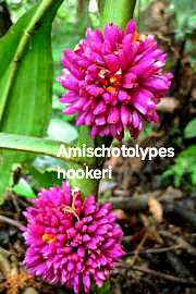 Amischotolypes hookeri