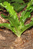 Veltheimia Dark Pink
