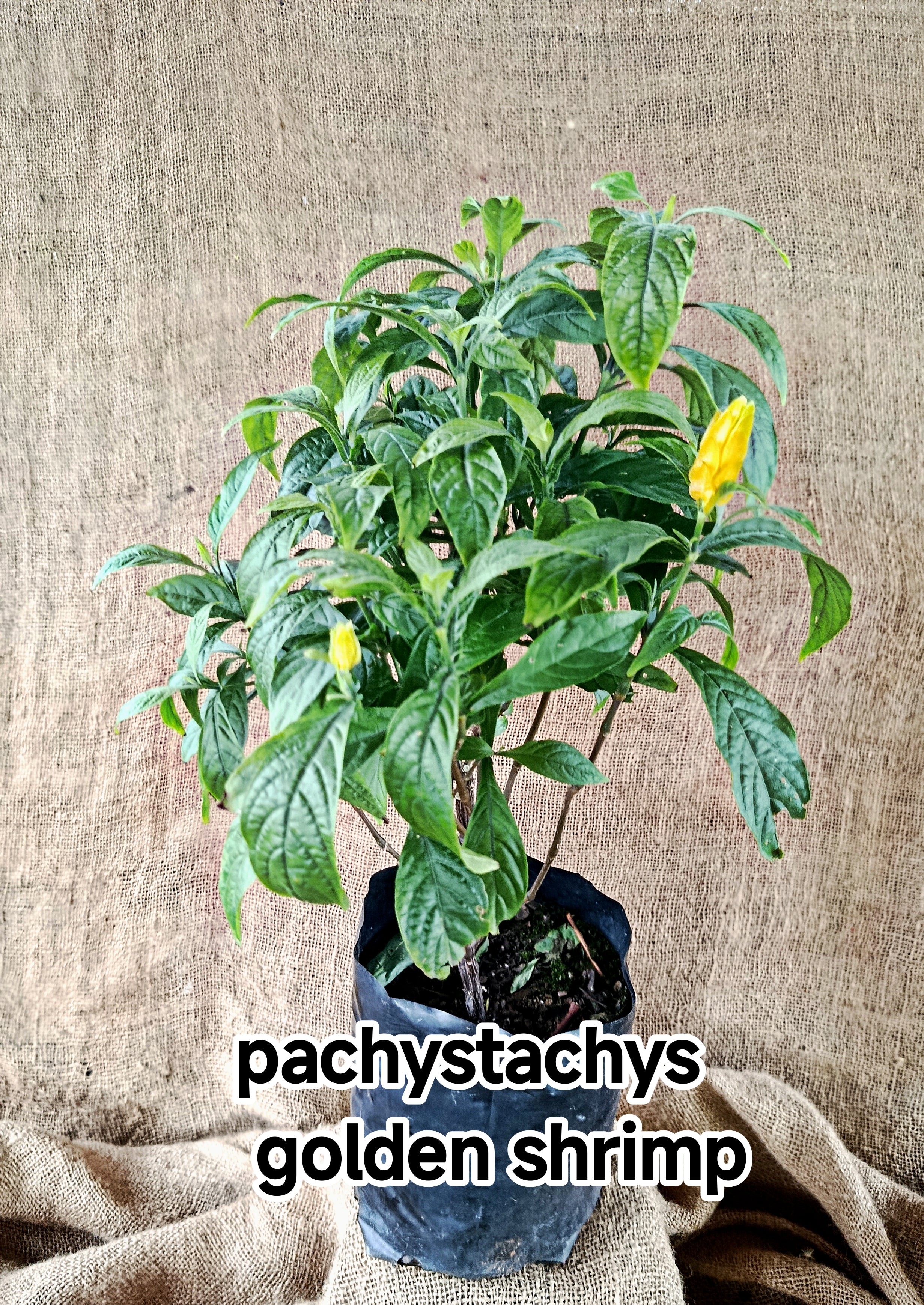 pachystachys golden shrimp