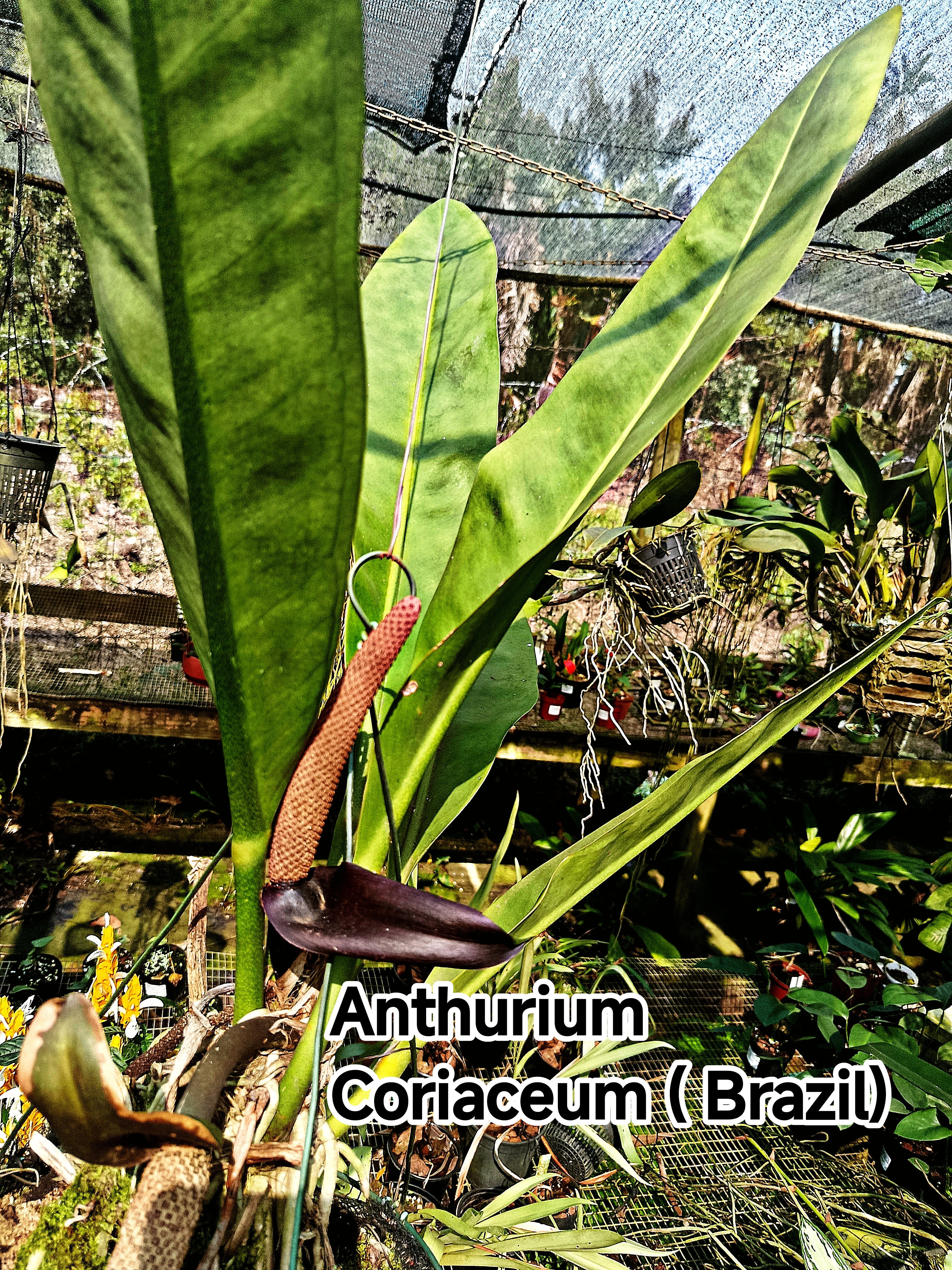 anthurium coriaceum for sale Anthurium Coriaceum – Exotic Flora