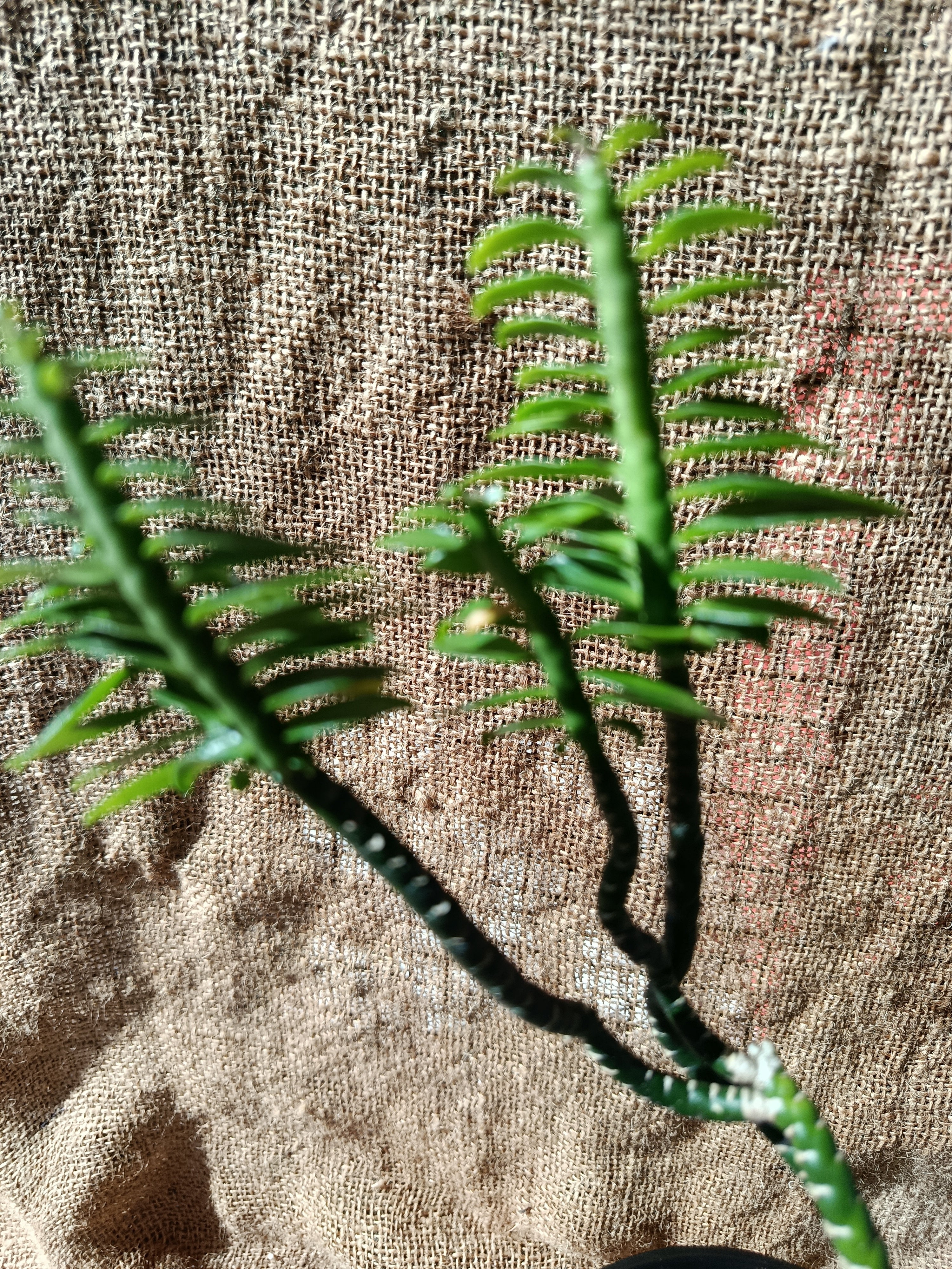 Tithymaloides pedilanthus