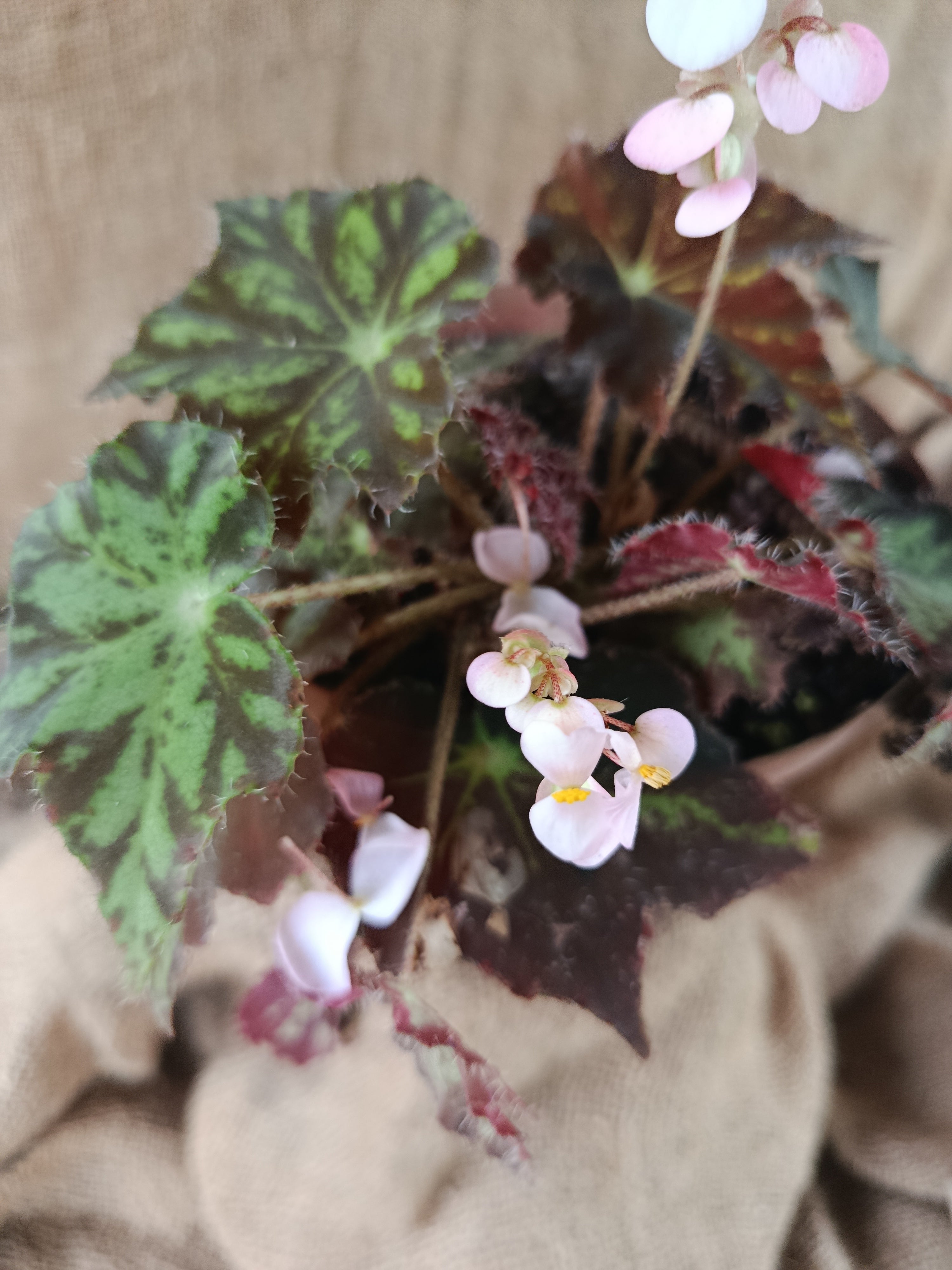 Begonia Cleopatra