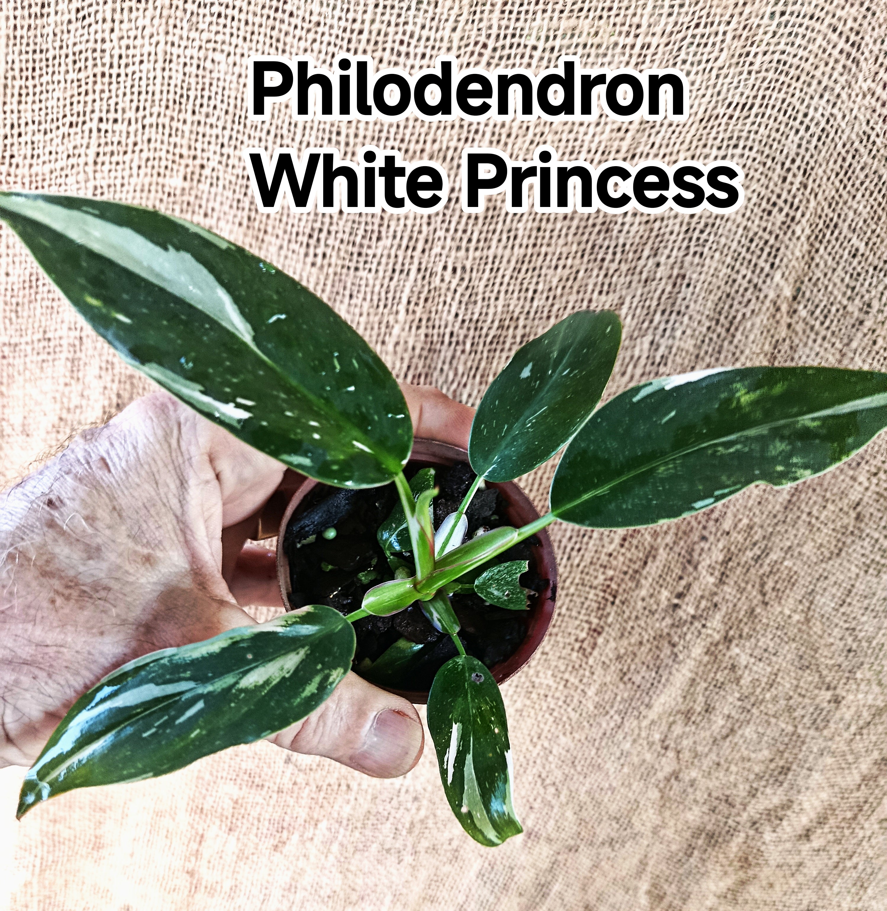 Philodendron white princess