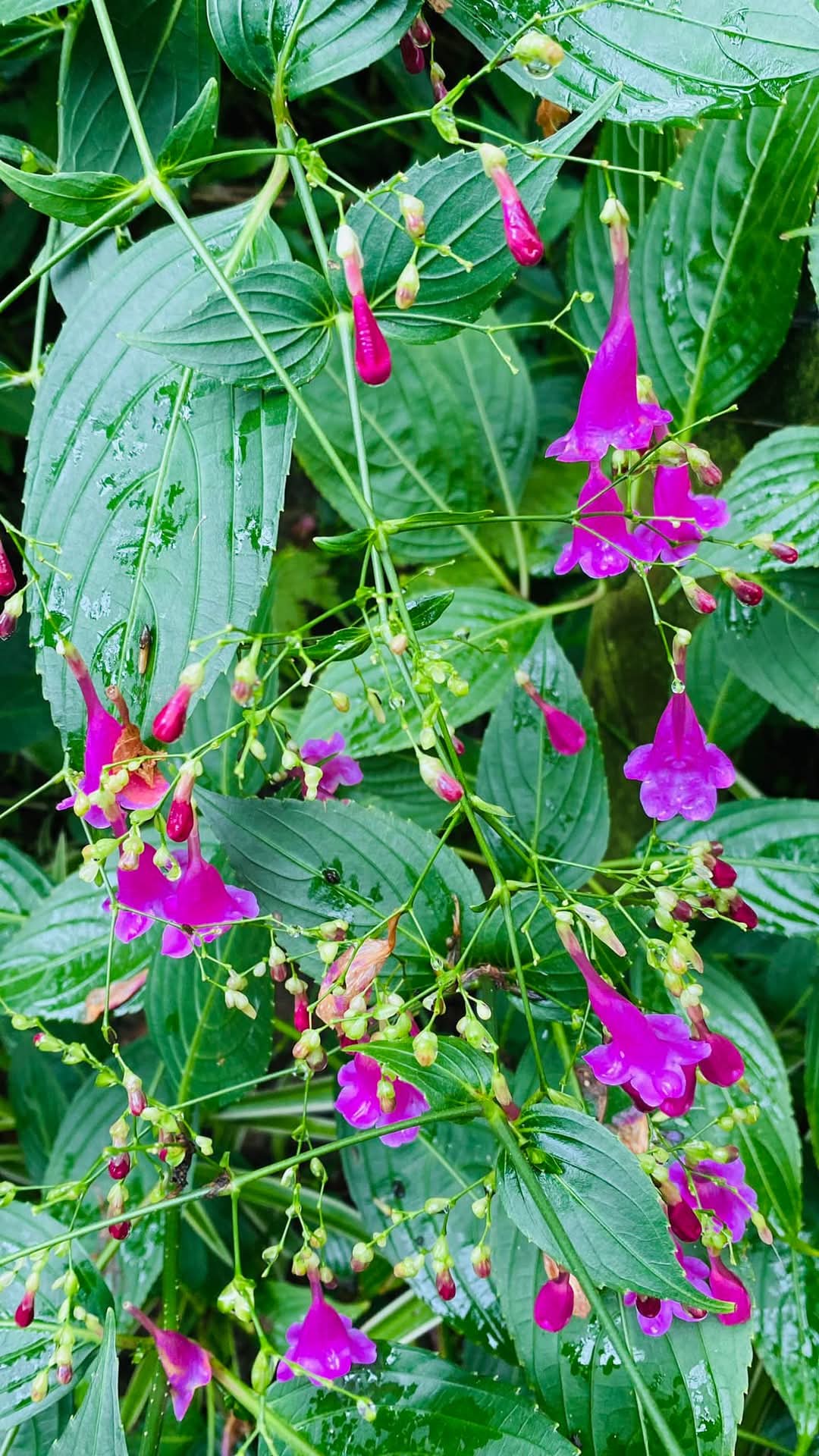 Strobilanthes hamiltoniana Tinkerbells