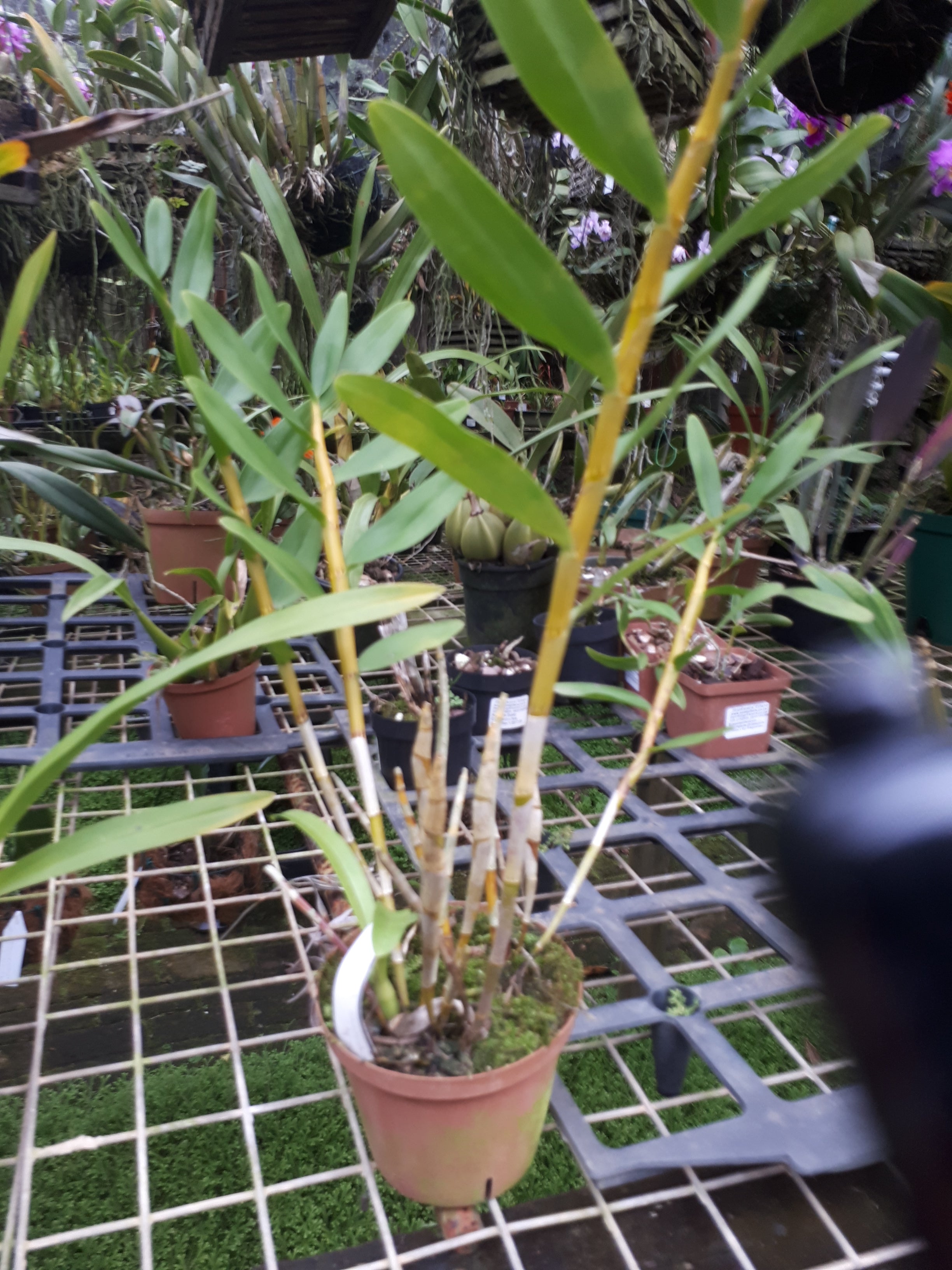 Dendrobium moschatum