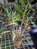 Dendrobium moschatum