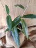 Hoya liagerum