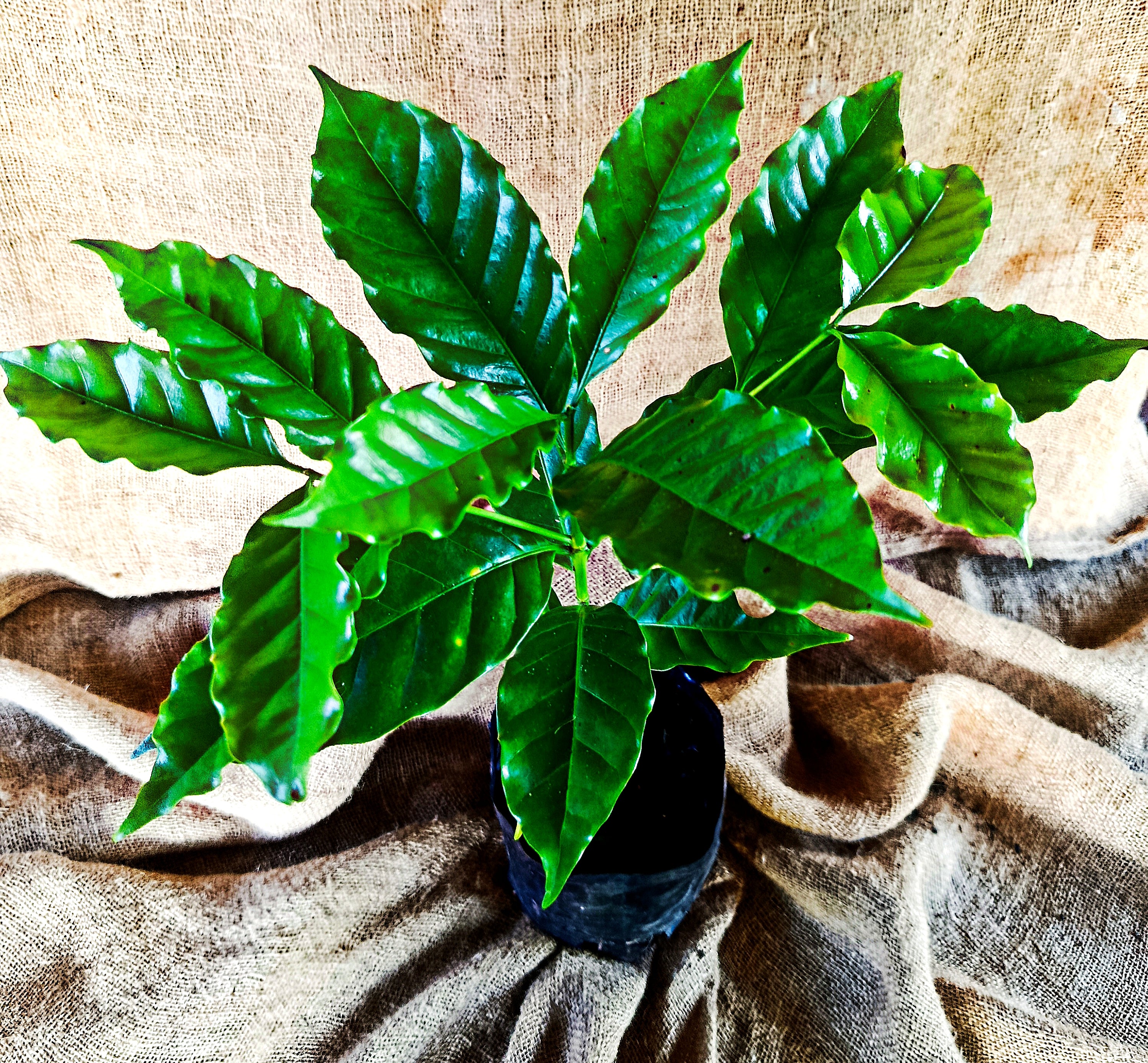 Coffea arabica
