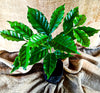 Coffea arabica