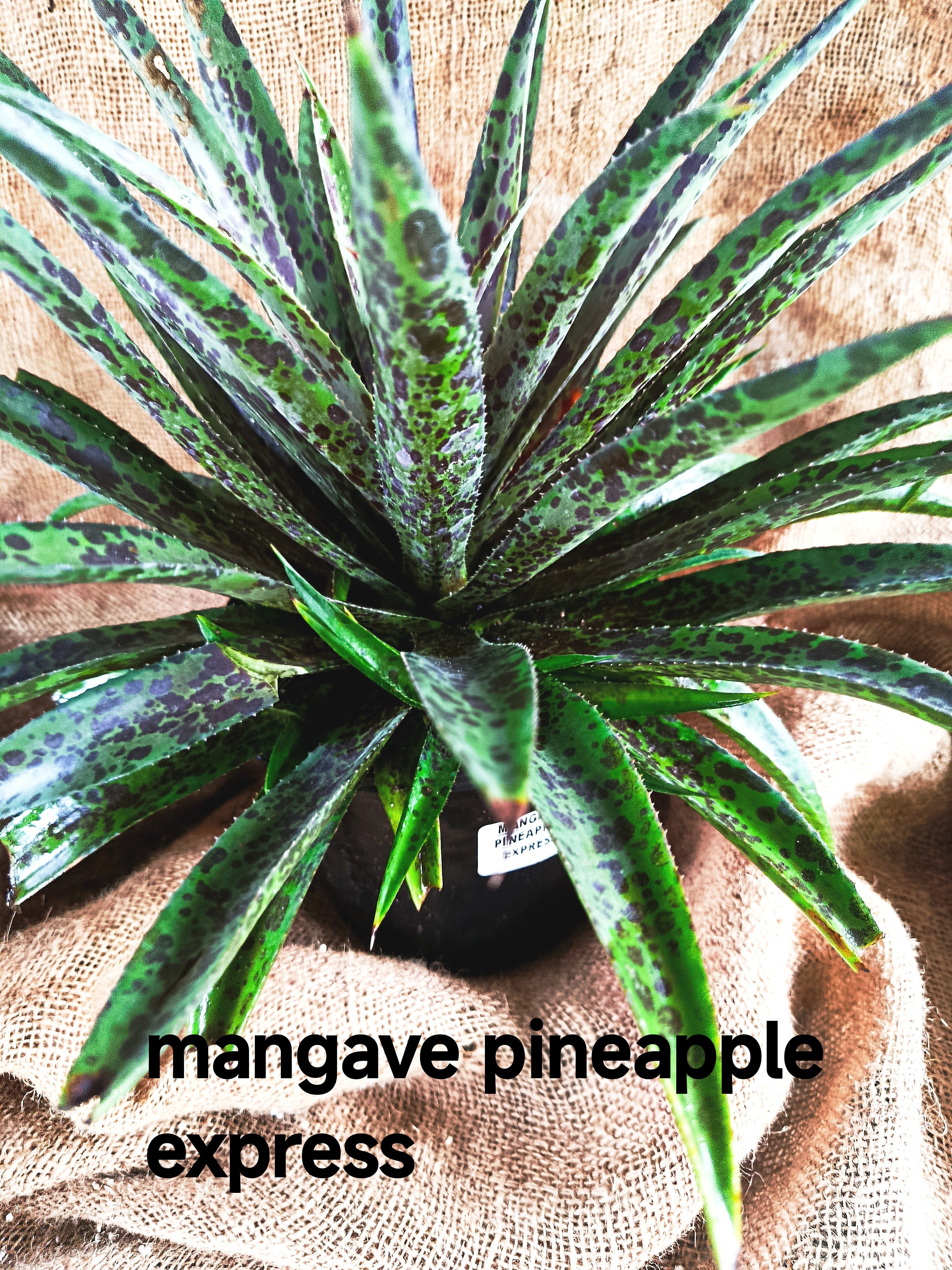 Mangave 'Pineapple express'