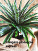 Mangave 'Pineapple express'