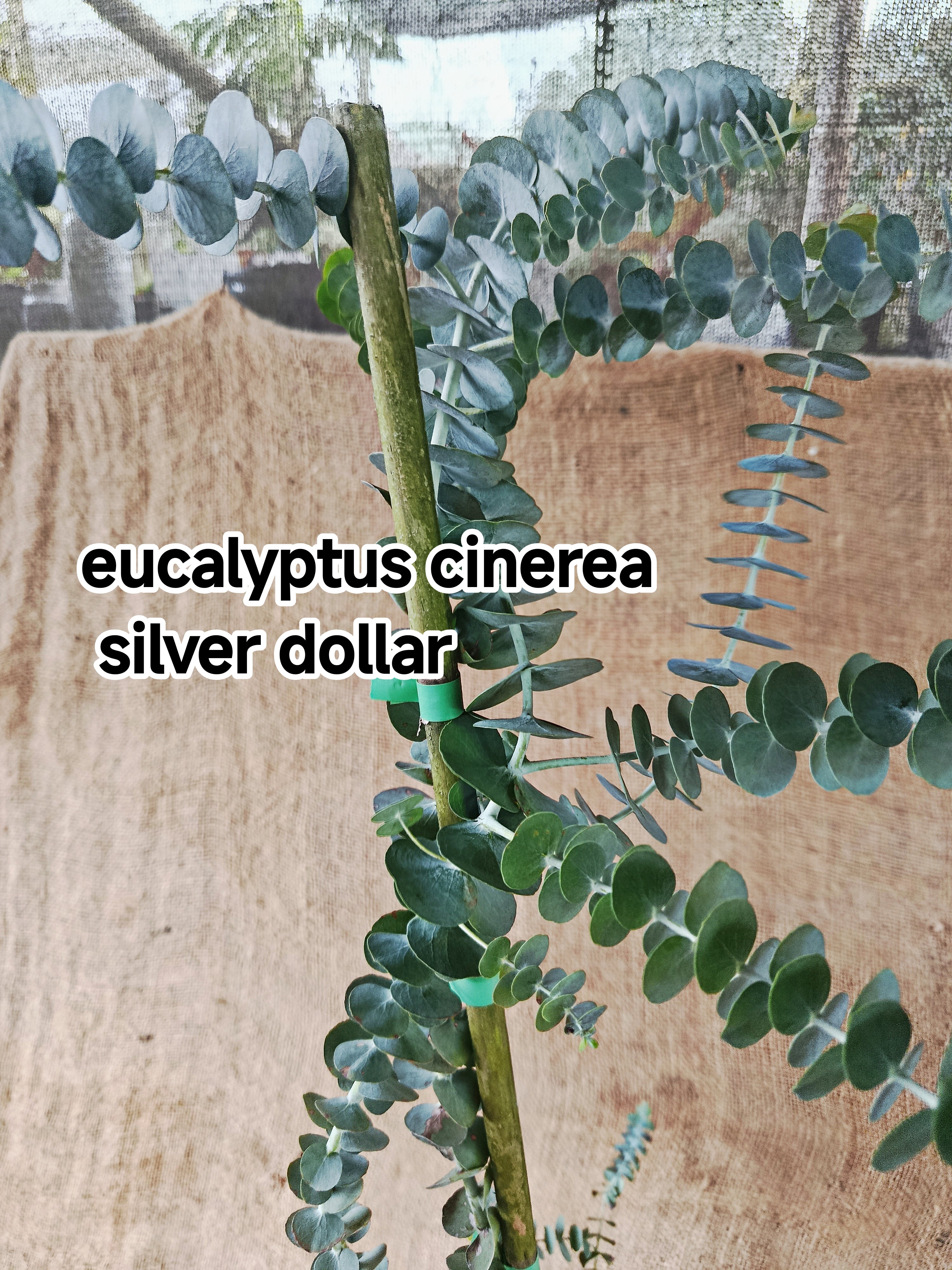 EUCALYPTUS CINEREA Silver Dollar Tree