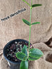 Hoya Densifolia
