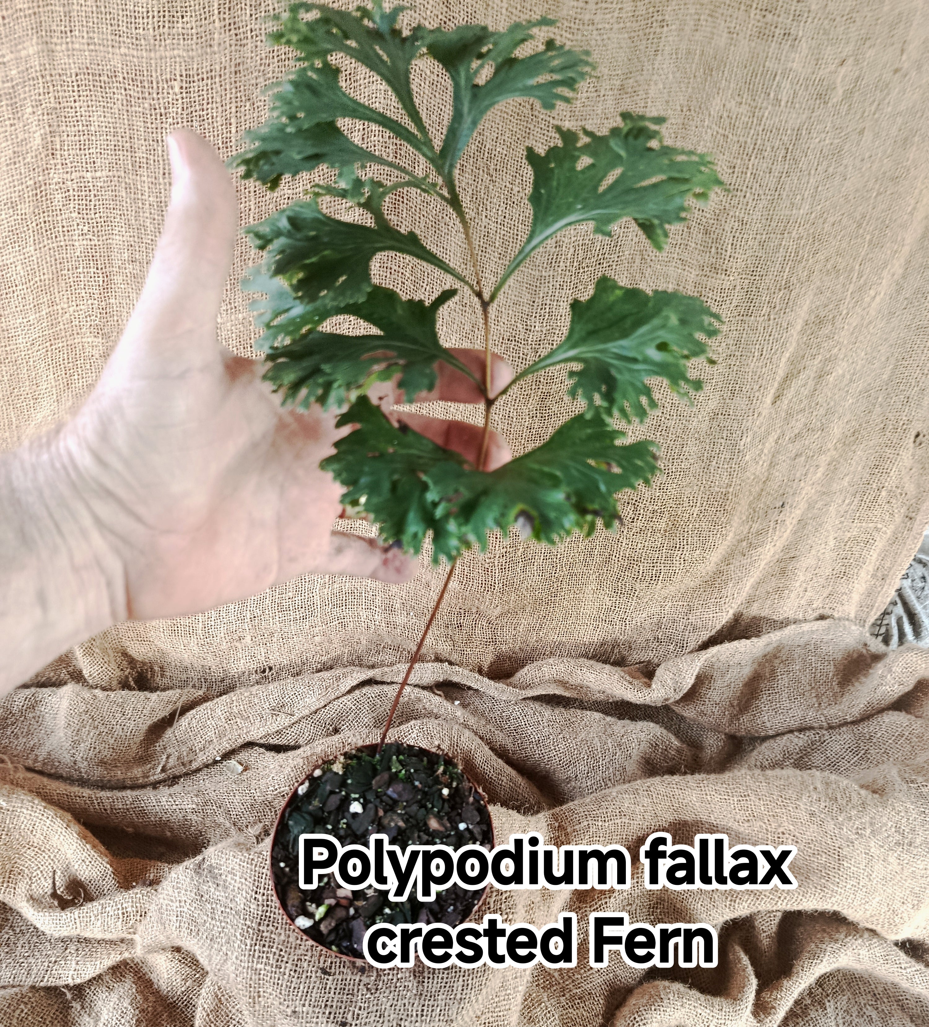Polypodium fallax crested Fern