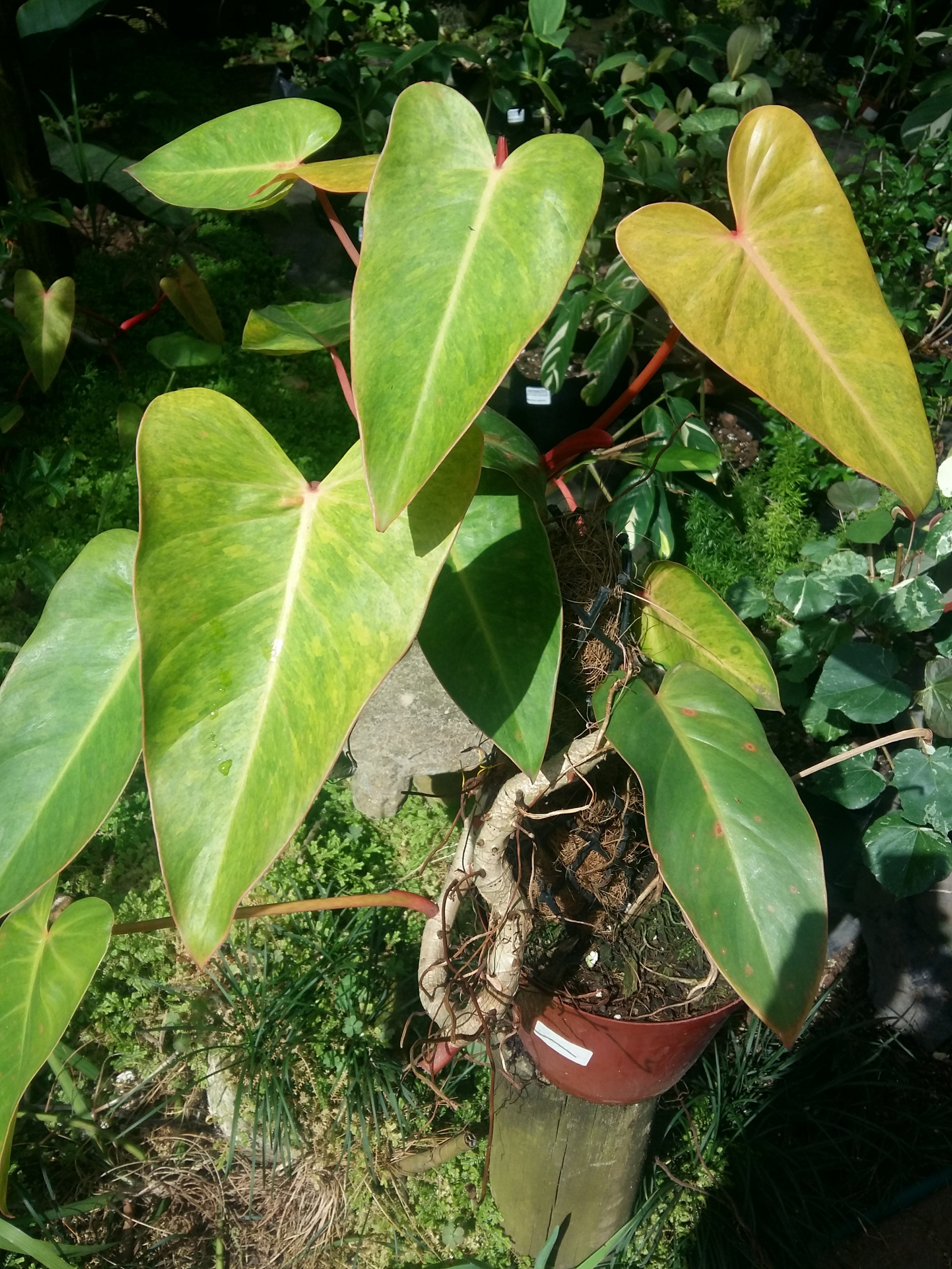 Philodendron painted lady