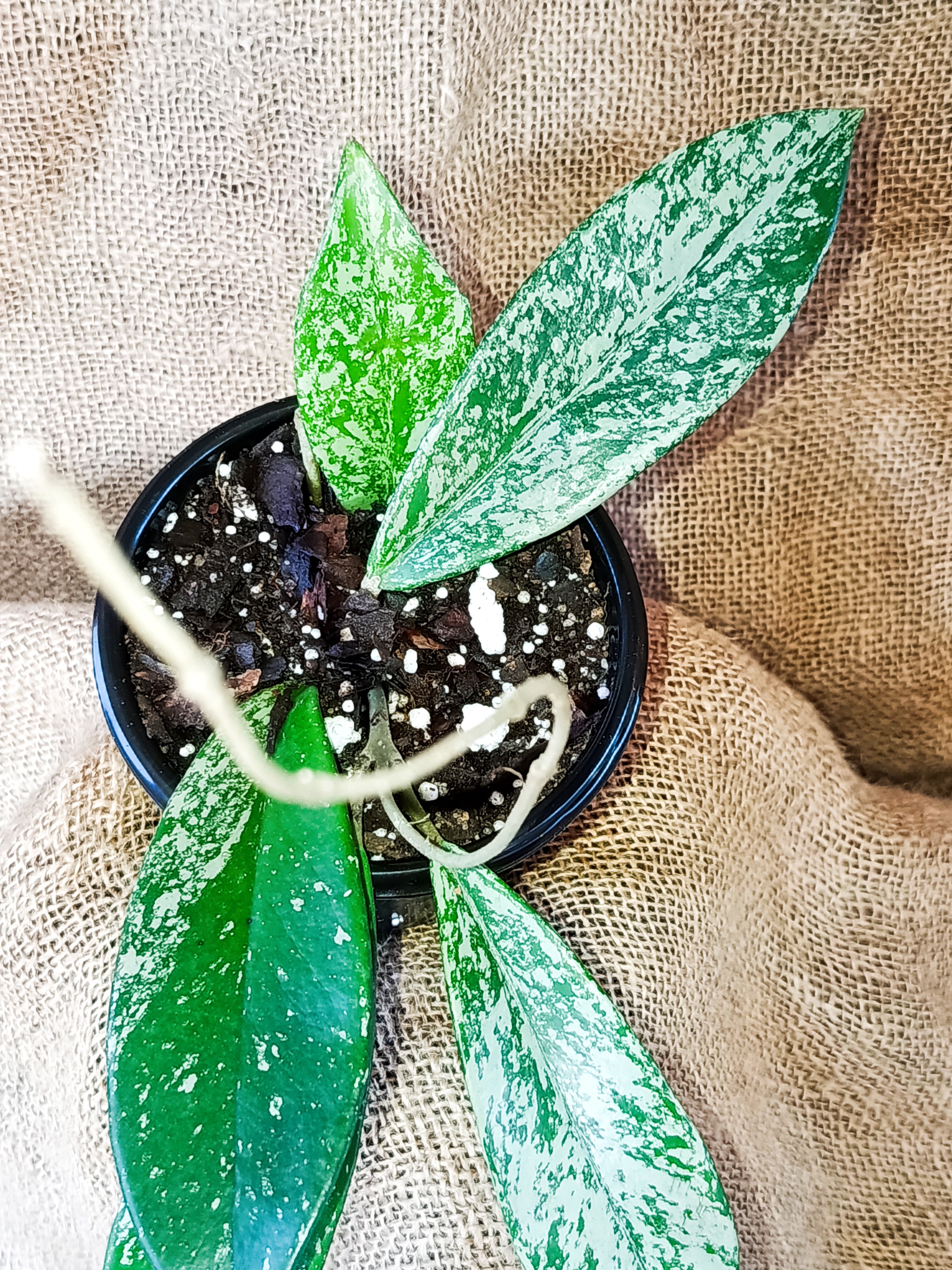Hoya pubycalix red button
