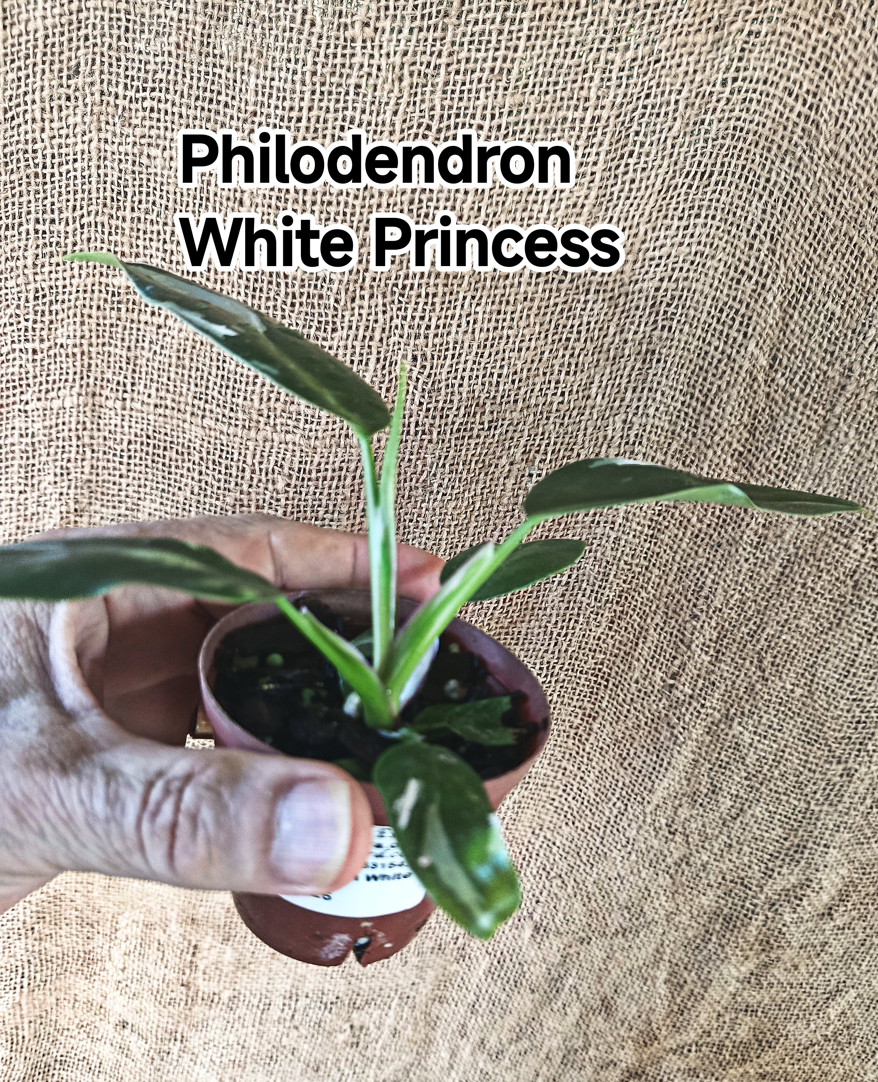 Philodendron white princess
