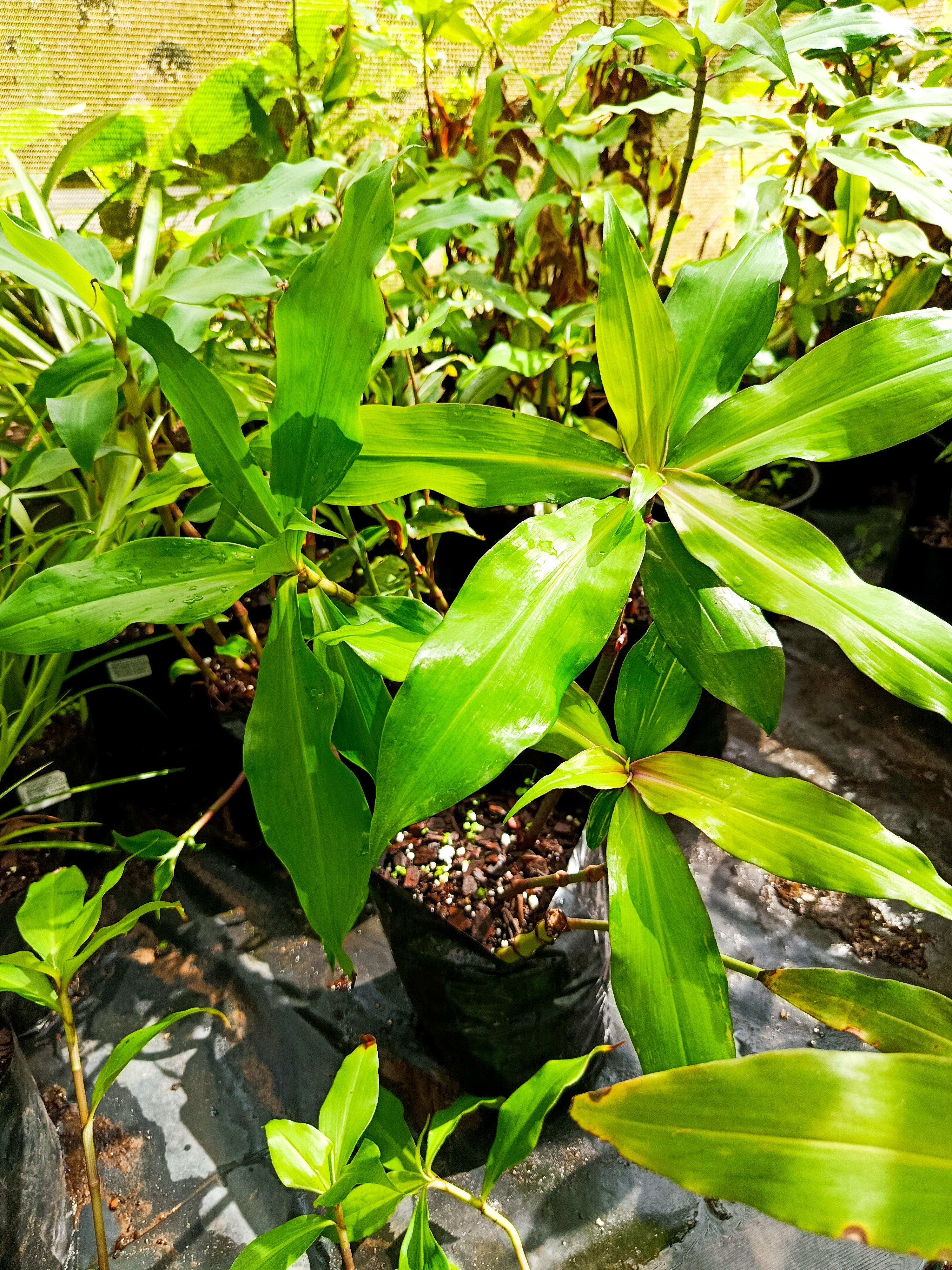 Amischotolypes hookeri