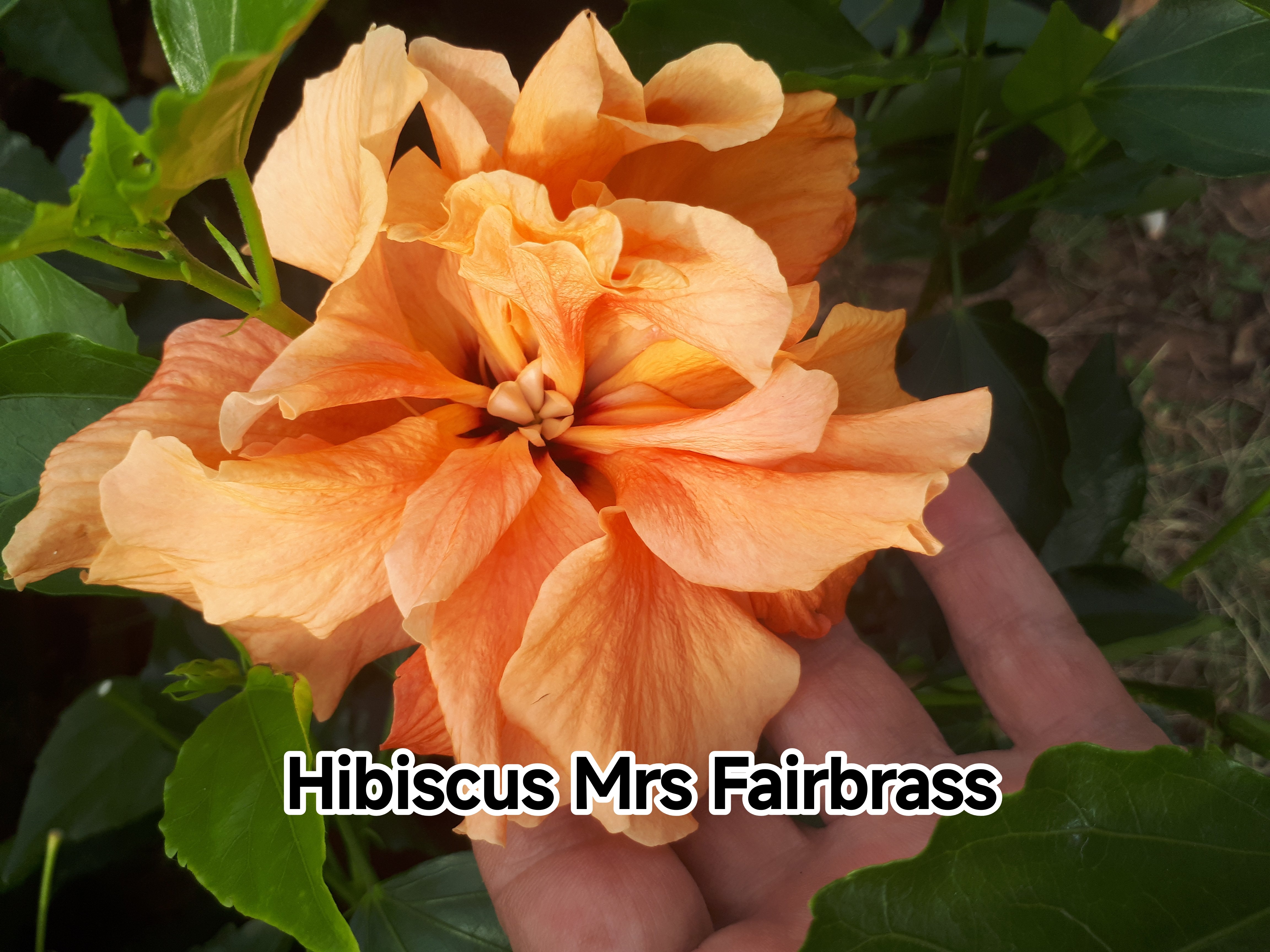 Hibiscus Mrs Fairbrass