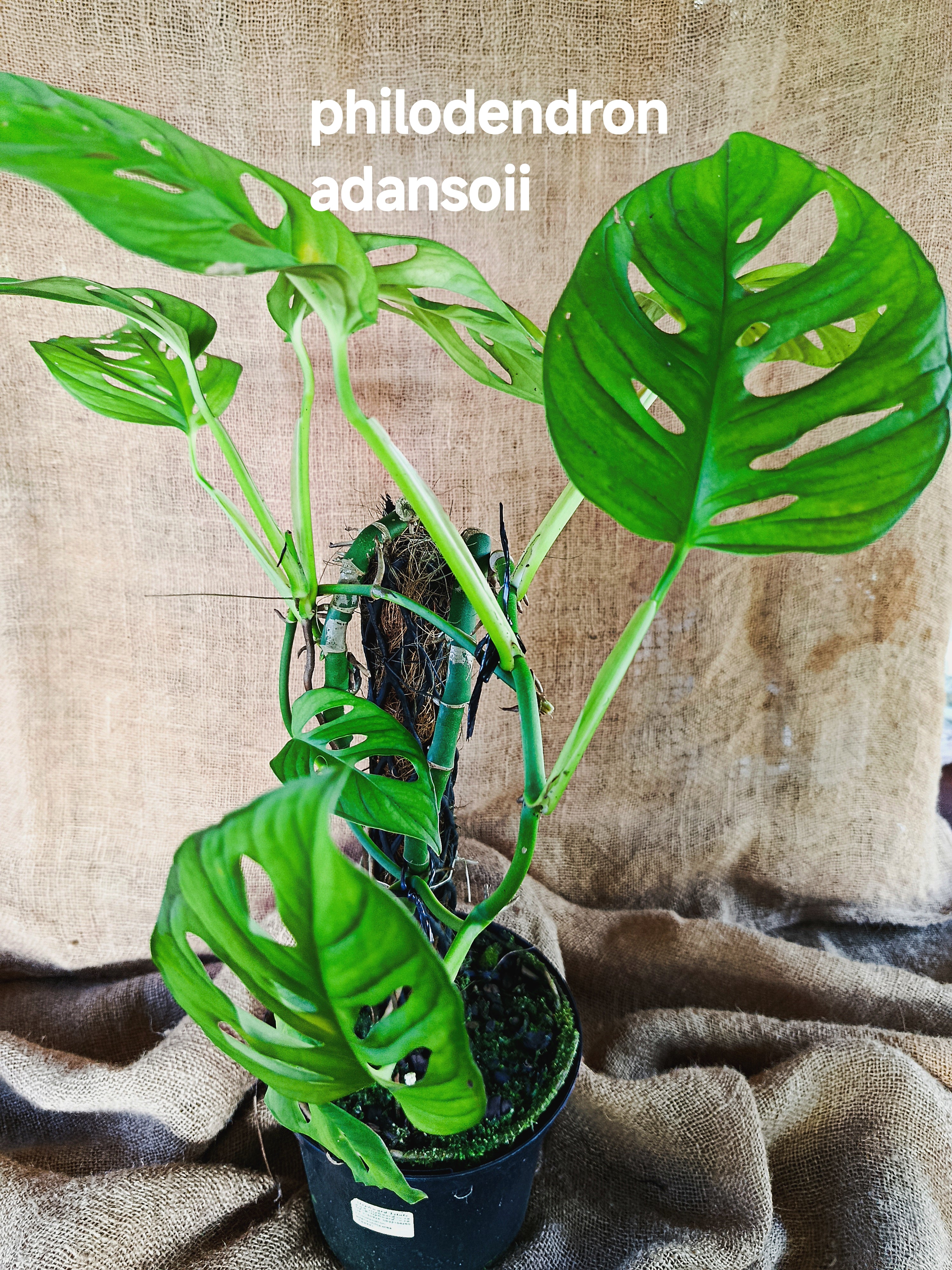 Philodendron adansoii ( Swiss cheese)
