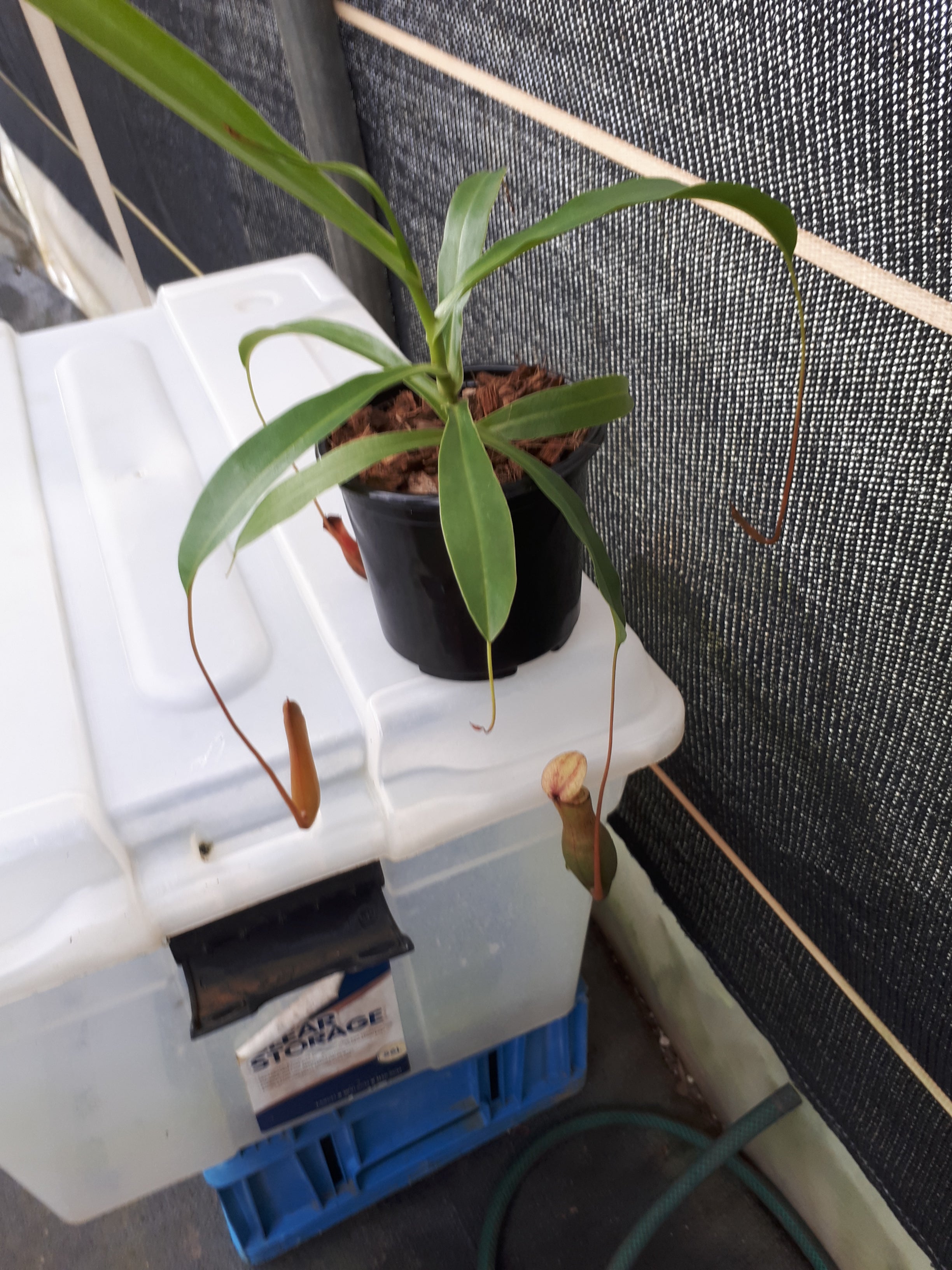 Nepenthes rooted top cutting item D